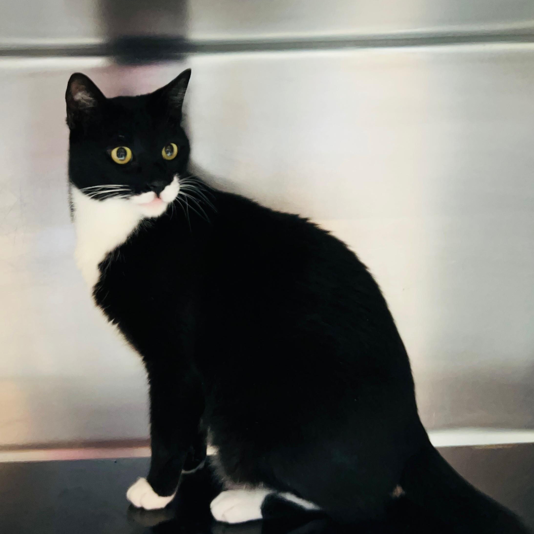 Enlarge Max, a ADOPTABLE Tuxedo in Crestwood, MO image 3/6