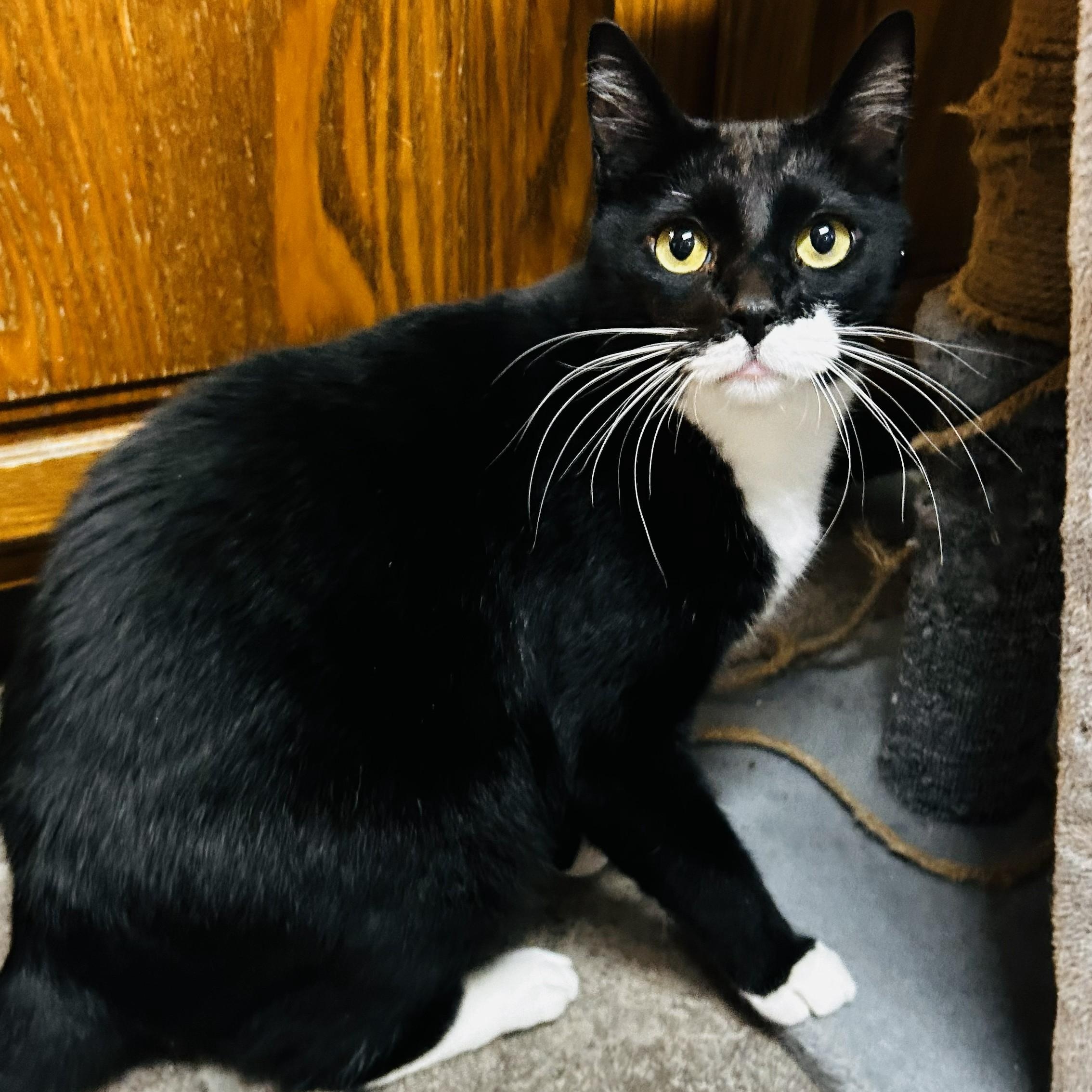 Enlarge Max, a ADOPTABLE Tuxedo in Crestwood, MO image 5/6