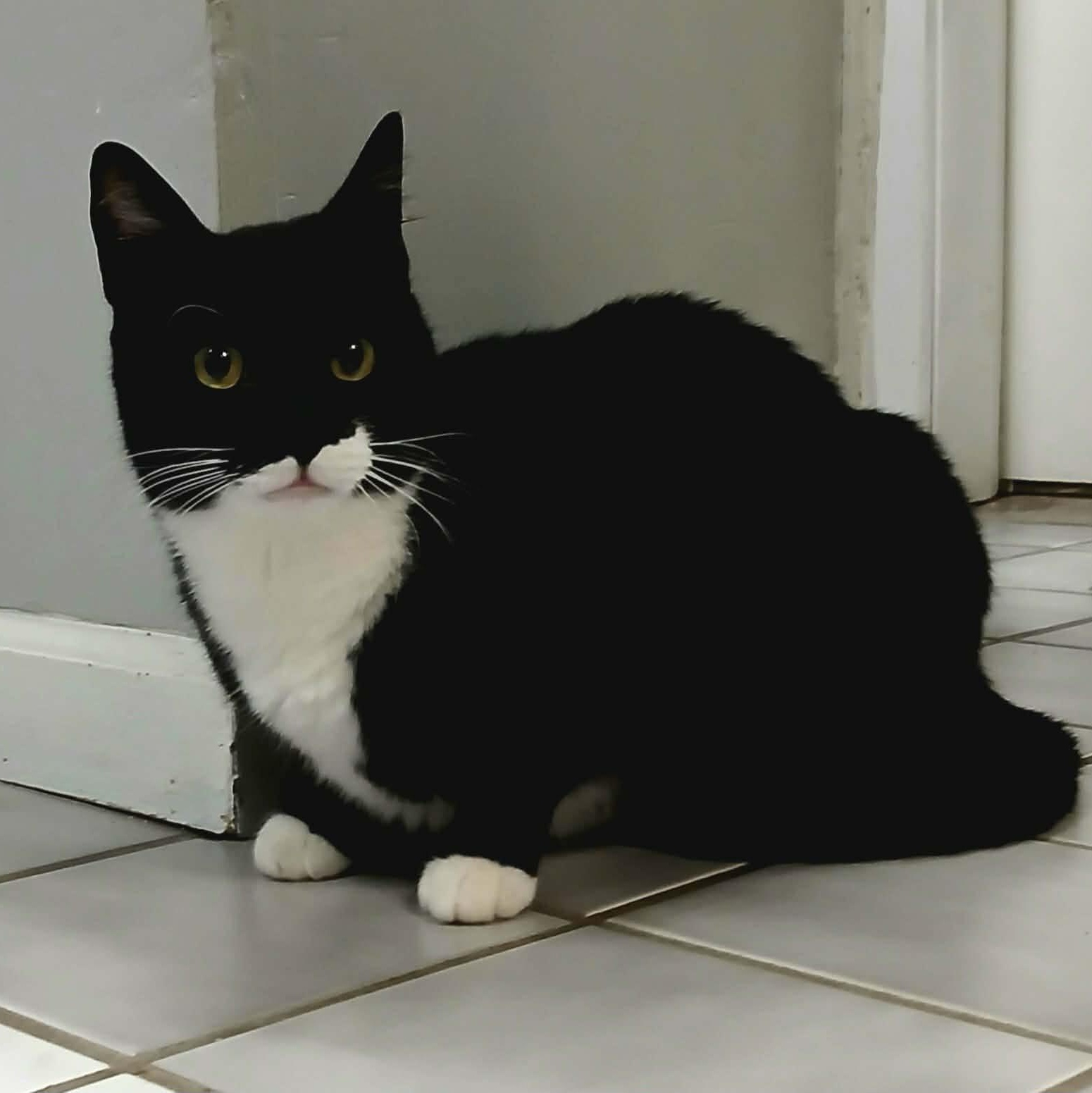 Max, ADOPTABLE, Adult Male Tuxedo.