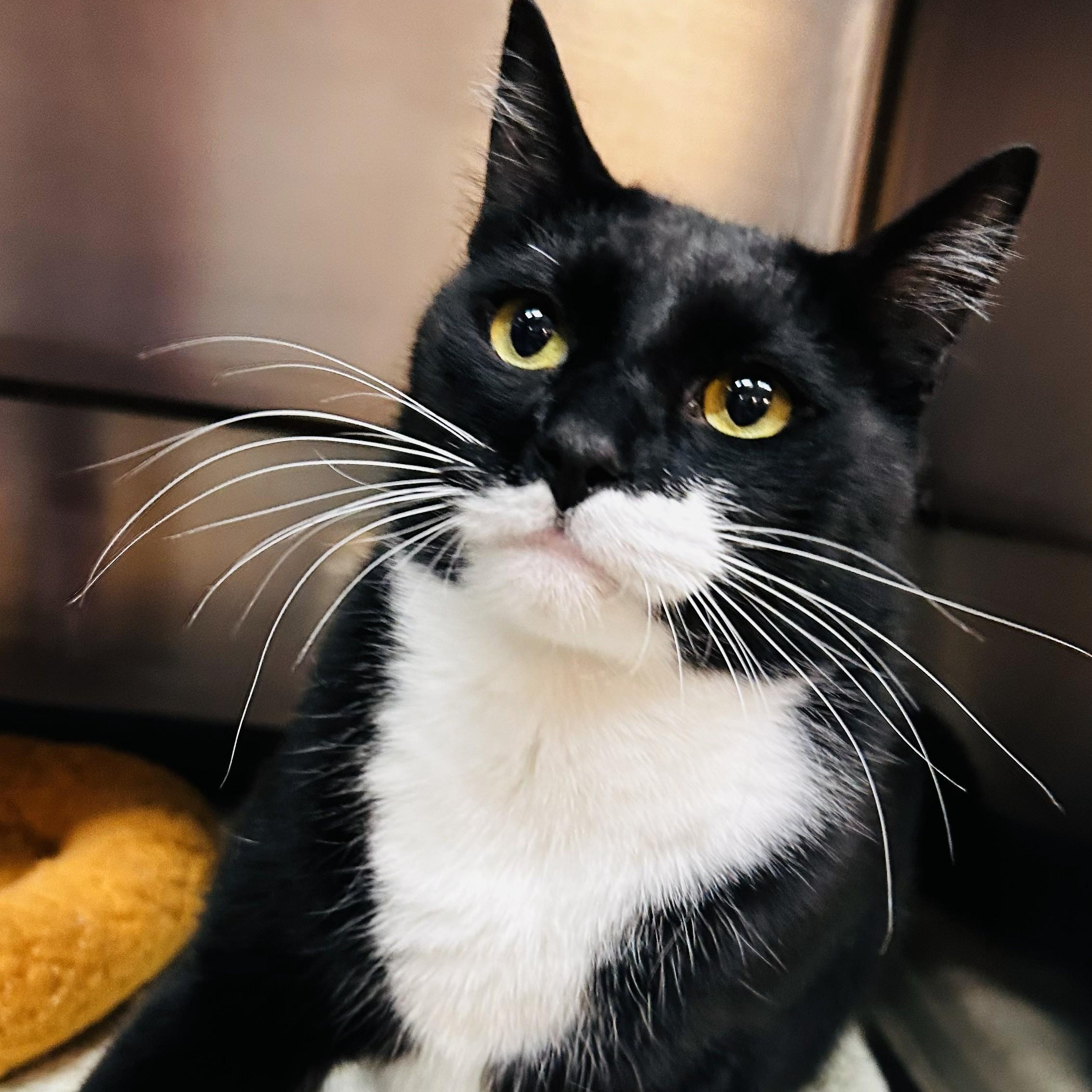 Enlarge Max, a ADOPTABLE Tuxedo in Crestwood, MO image 6/6