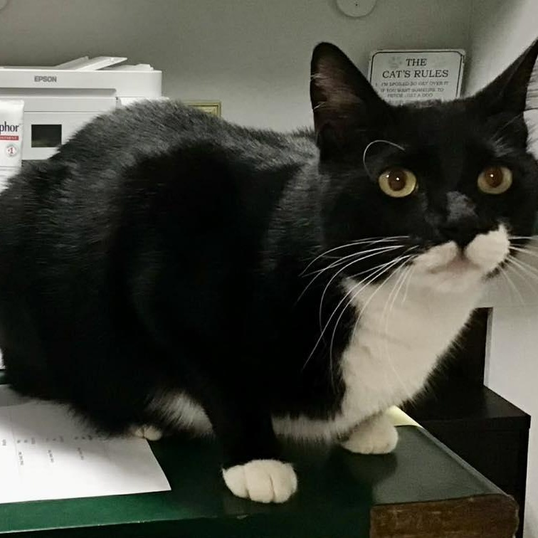 Enlarge Max, a ADOPTABLE Tuxedo in Crestwood, MO image 2/6
