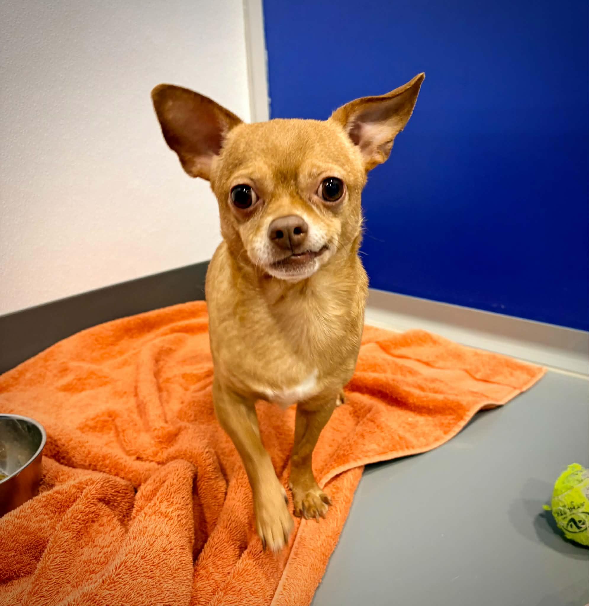 Enlarge Oliver, a ADOPTABLE mixed breed in Kalamazoo, MI image 4/5