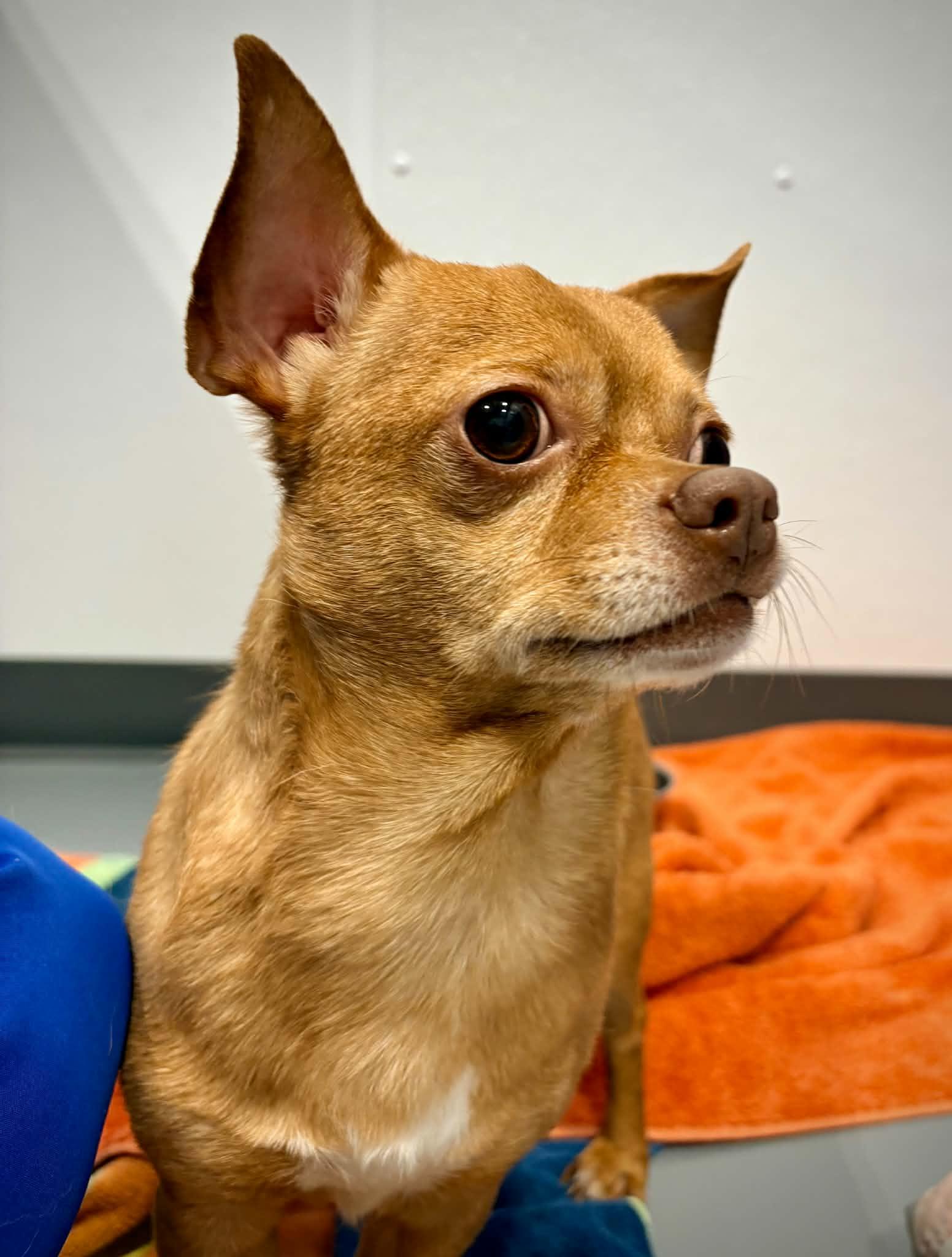 Enlarge Oliver, a ADOPTABLE mixed breed in Kalamazoo, MI image 3/5
