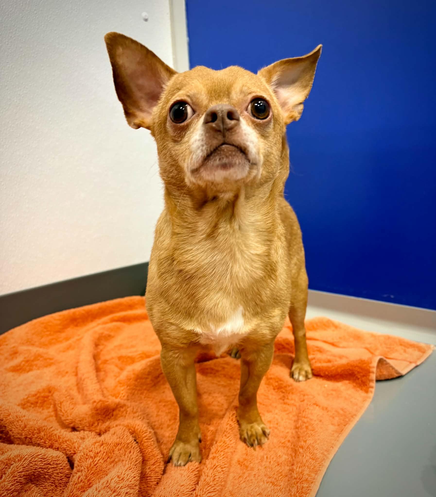 Enlarge Oliver, a ADOPTABLE mixed breed in Kalamazoo, MI image 2/5