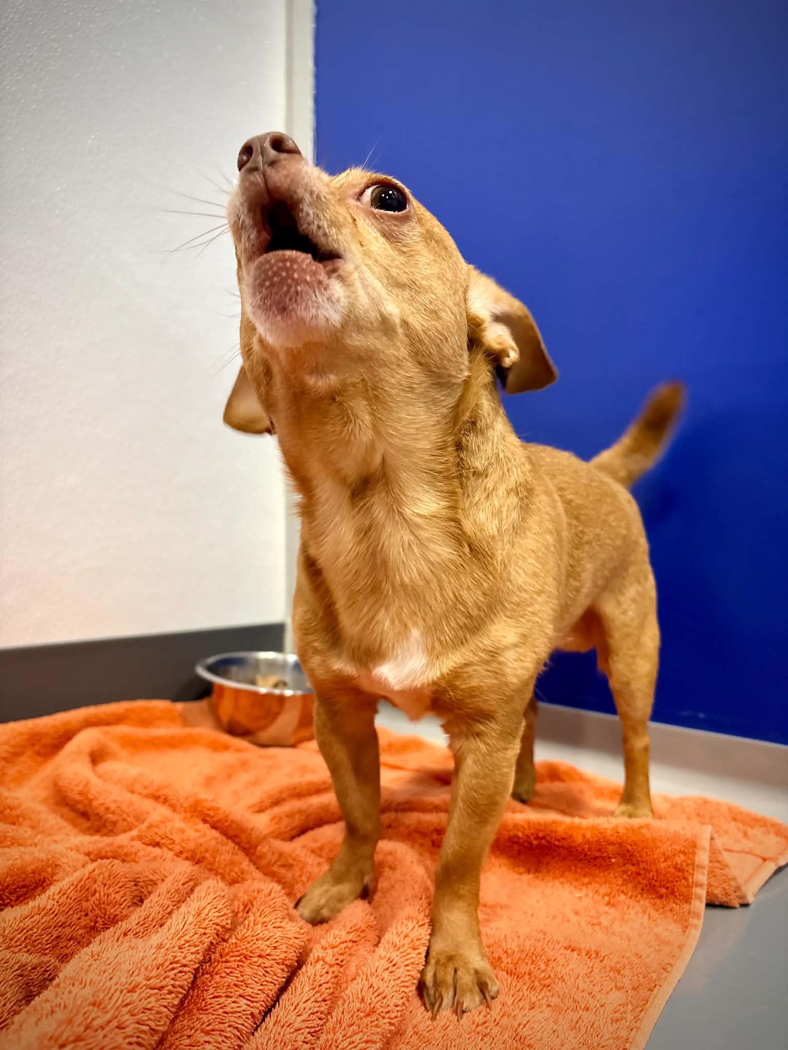 Enlarge Oliver, a ADOPTABLE mixed breed in Kalamazoo, MI image 5/5