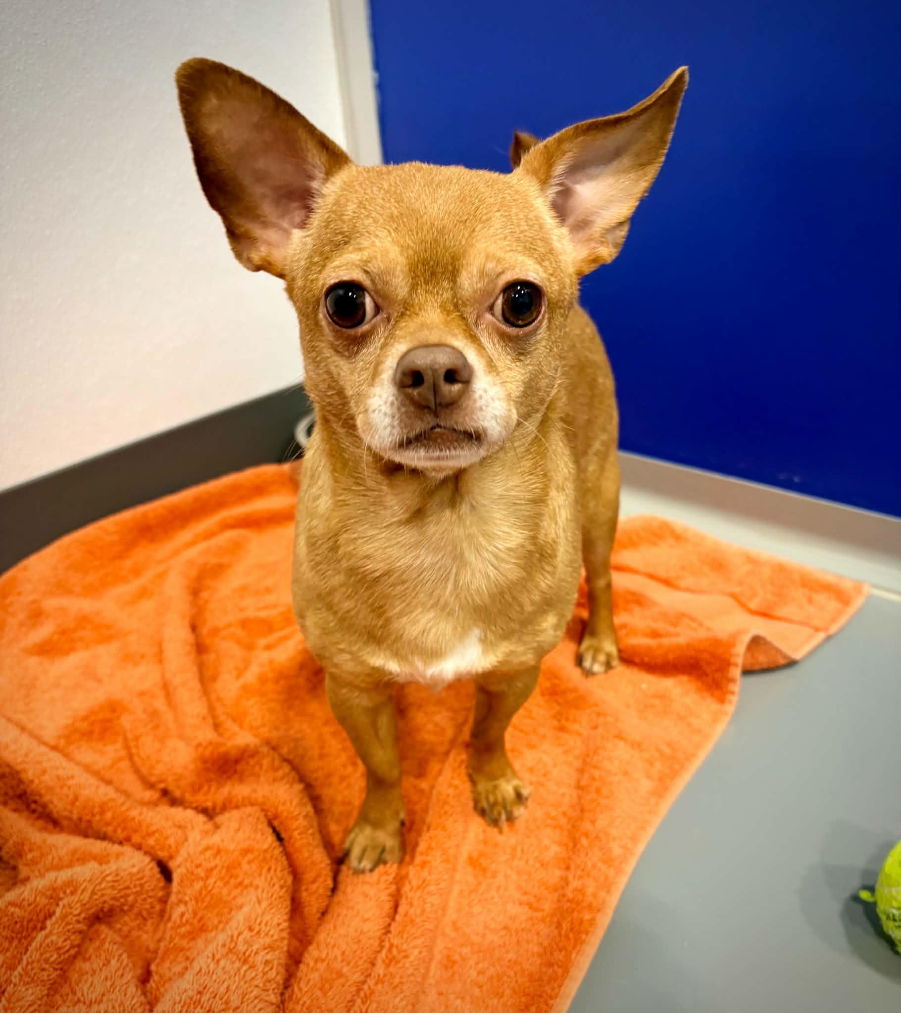 Oliver, ADOPTABLE, Senior Male Chihuahua.