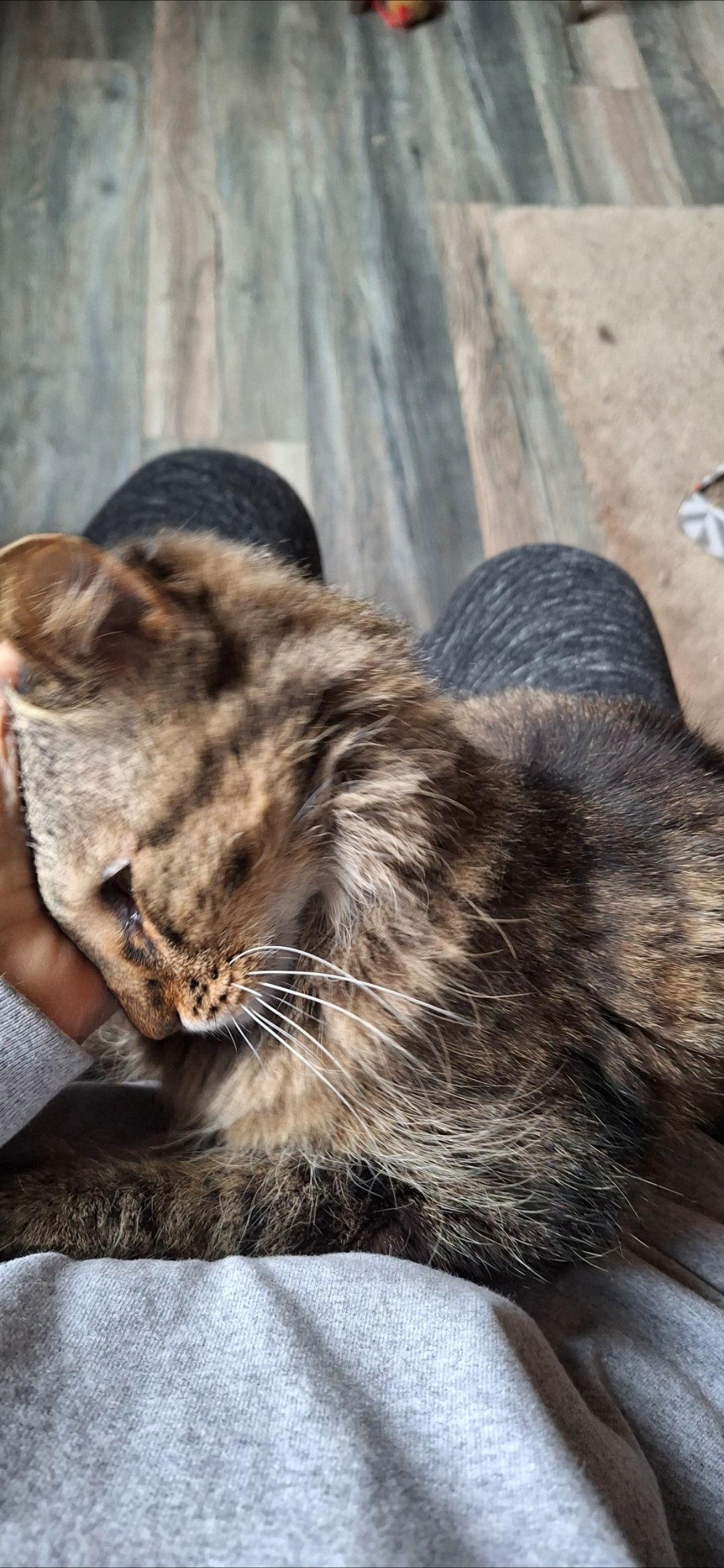 Soni, Adoptable, Senior Male Domestic Long Hair.