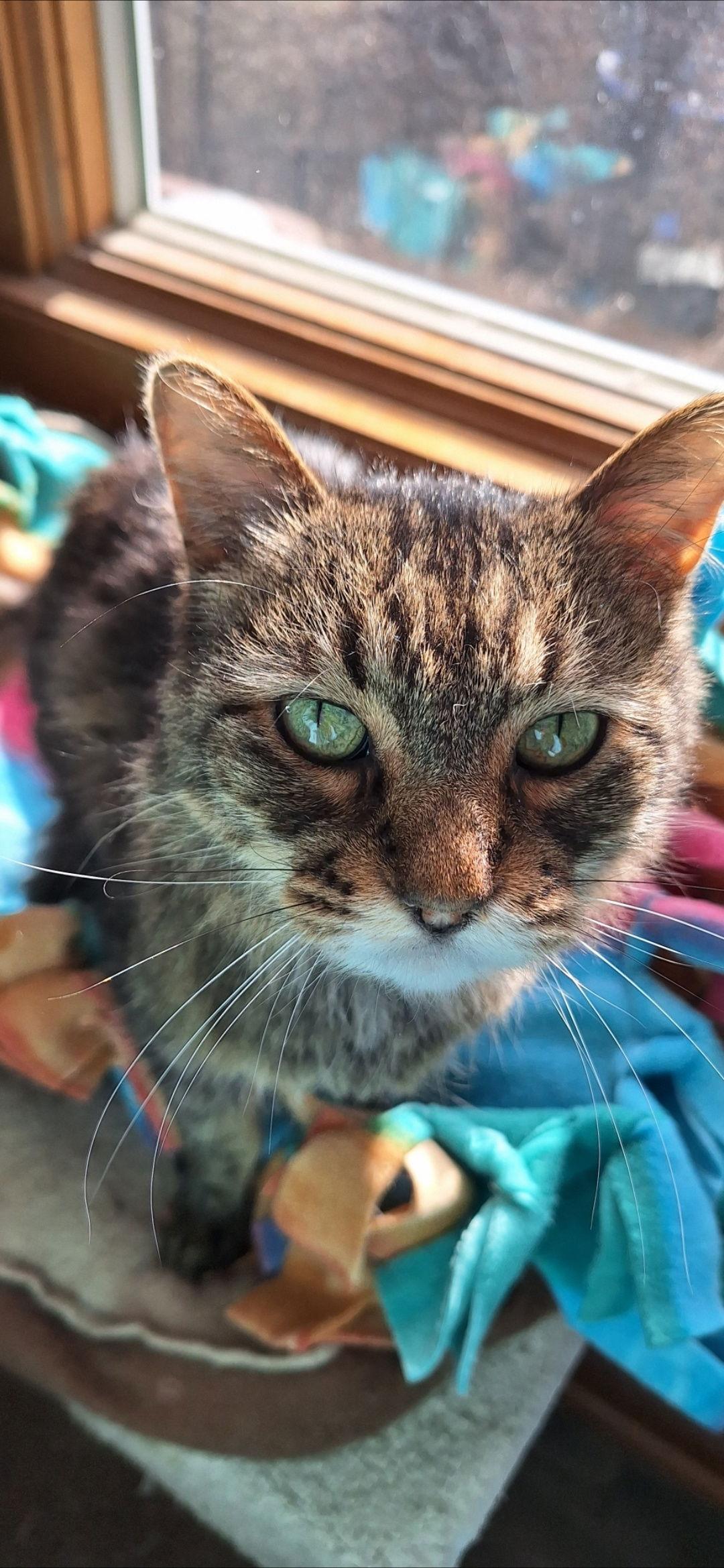 Soni, Adoptable, Senior Male Domestic Long Hair.