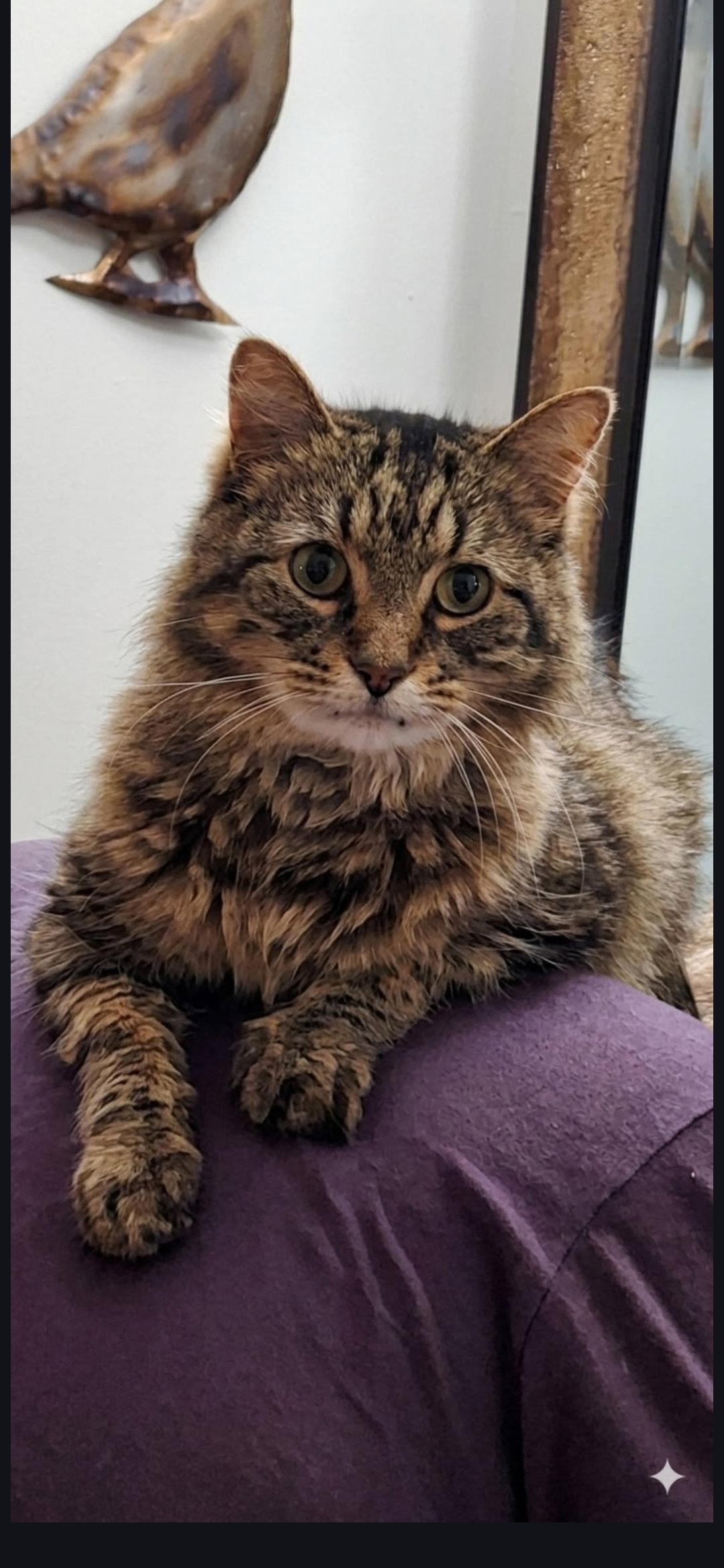 Soni, a Adoptable Domestic Long Hair in Wheaton, IL image 2/3