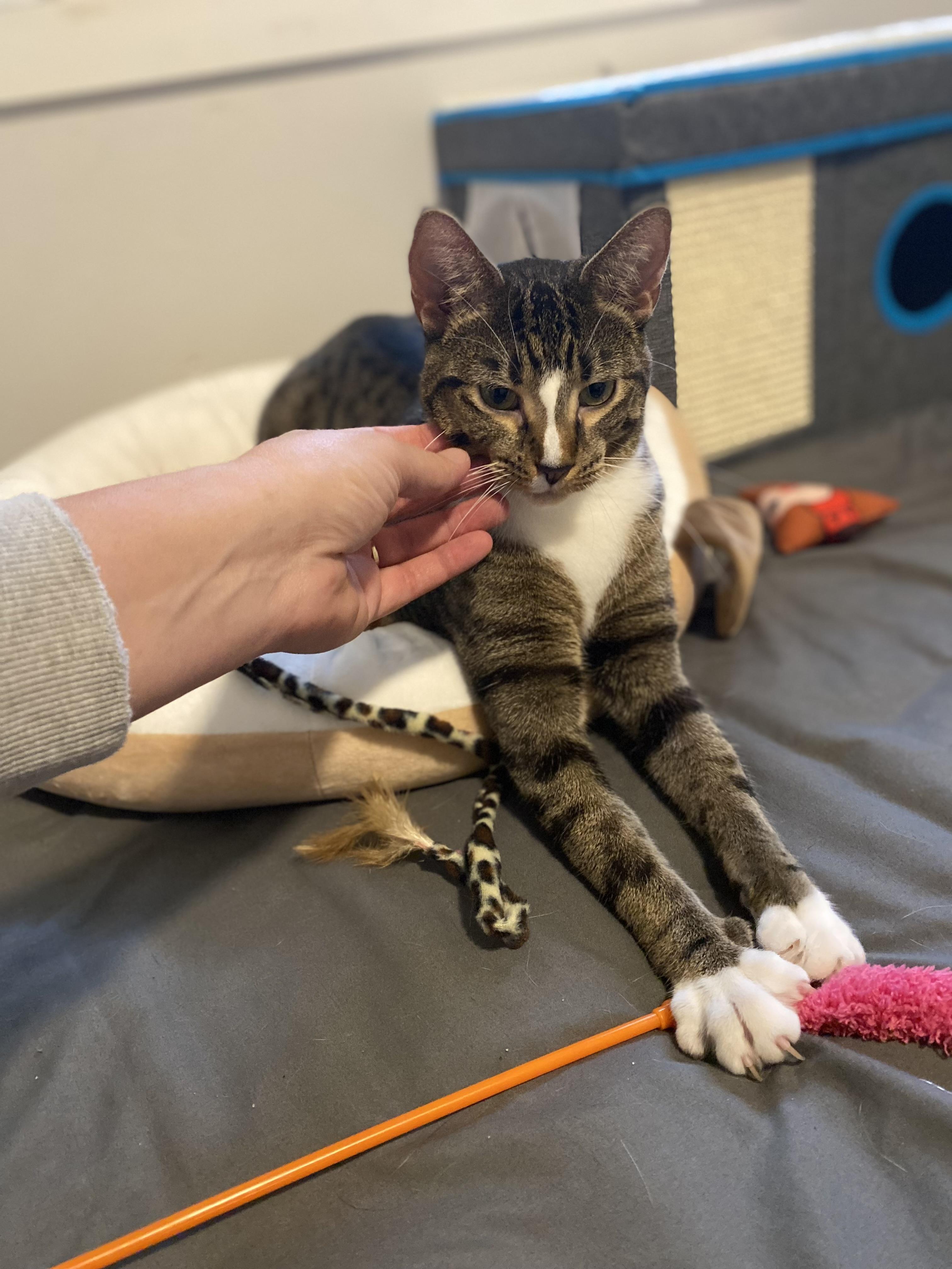 Enlarge Martha, a Adoptable Domestic Short Hair in Saint Francis, MN image 4/6