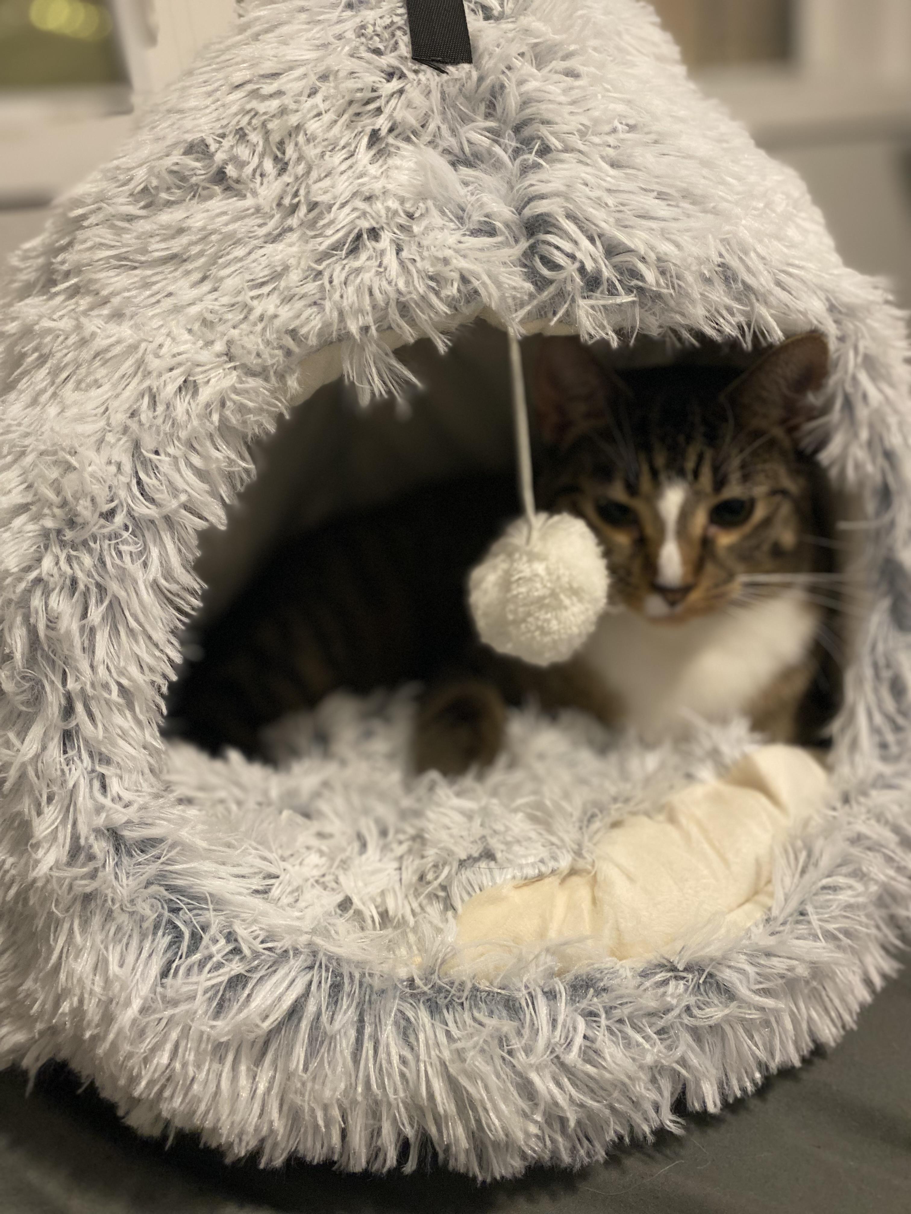 Enlarge Martha, a Adoptable Domestic Short Hair in Saint Francis, MN image 6/6