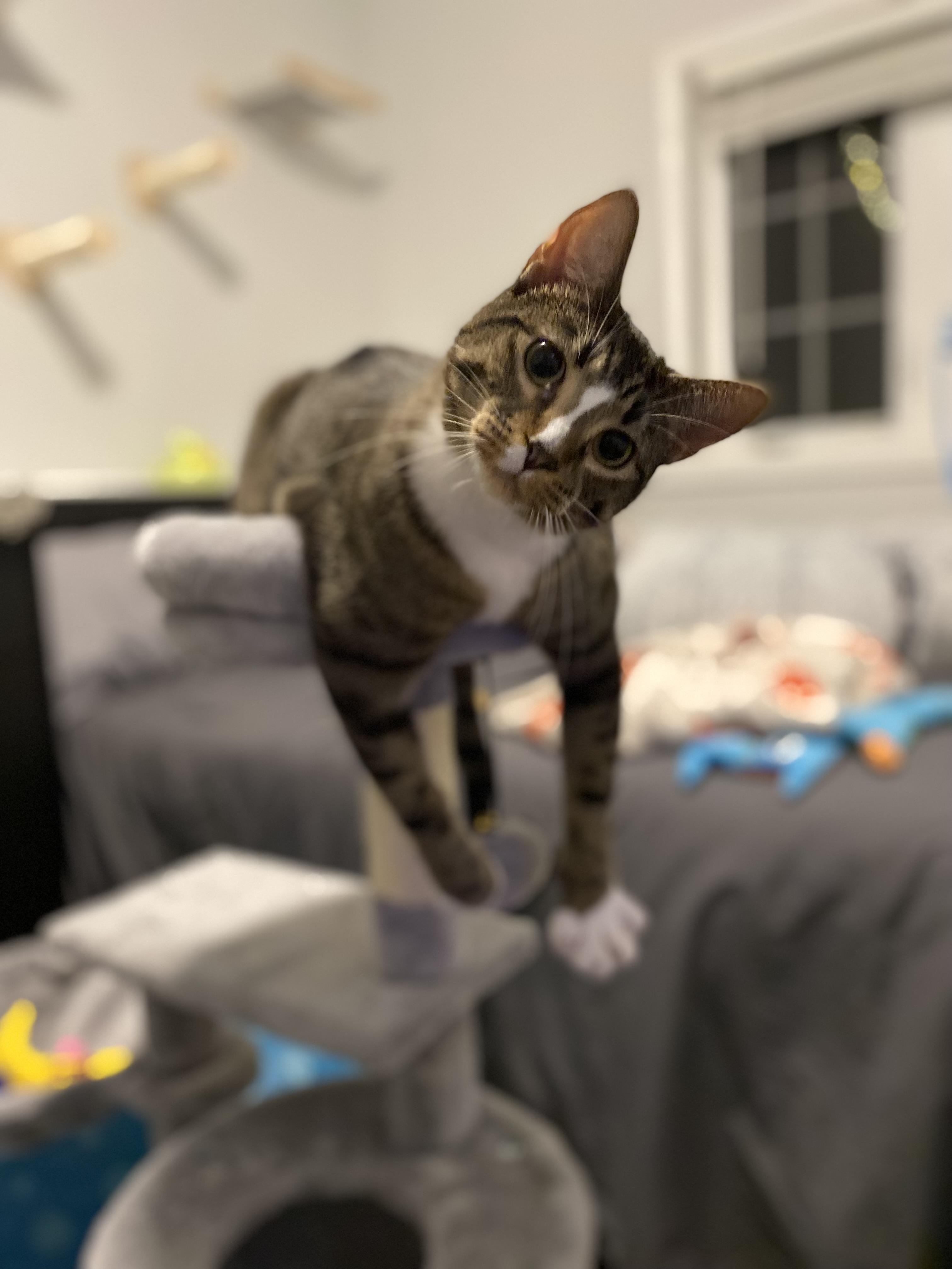 Enlarge Martha, a Adoptable Domestic Short Hair in Saint Francis, MN image 1/6