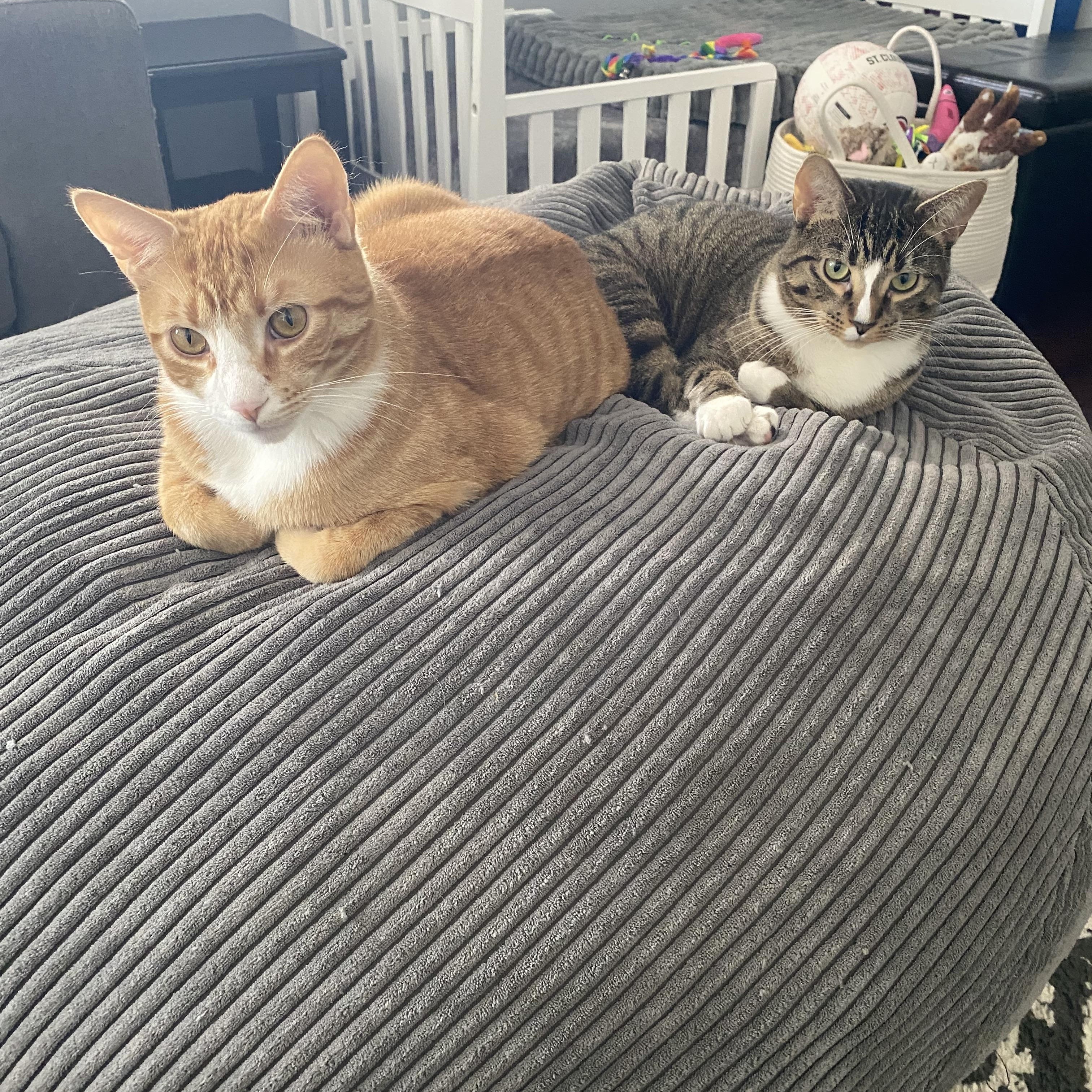 Martha & Franklin, Adoptable, Young Female Domestic Short Hair.