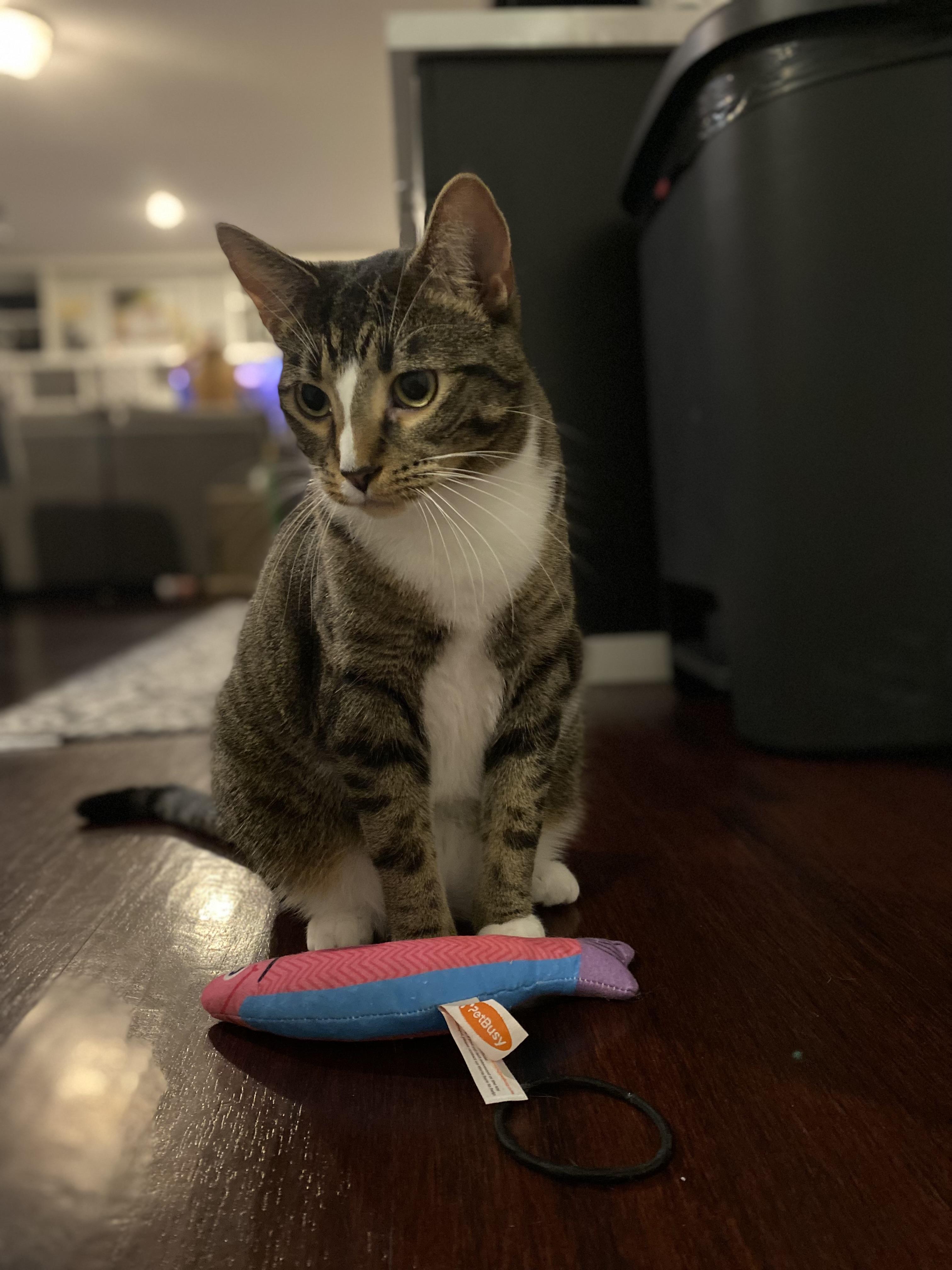 Martha, a Adoptable Domestic Short Hair in Saint Francis, MN image 4/6