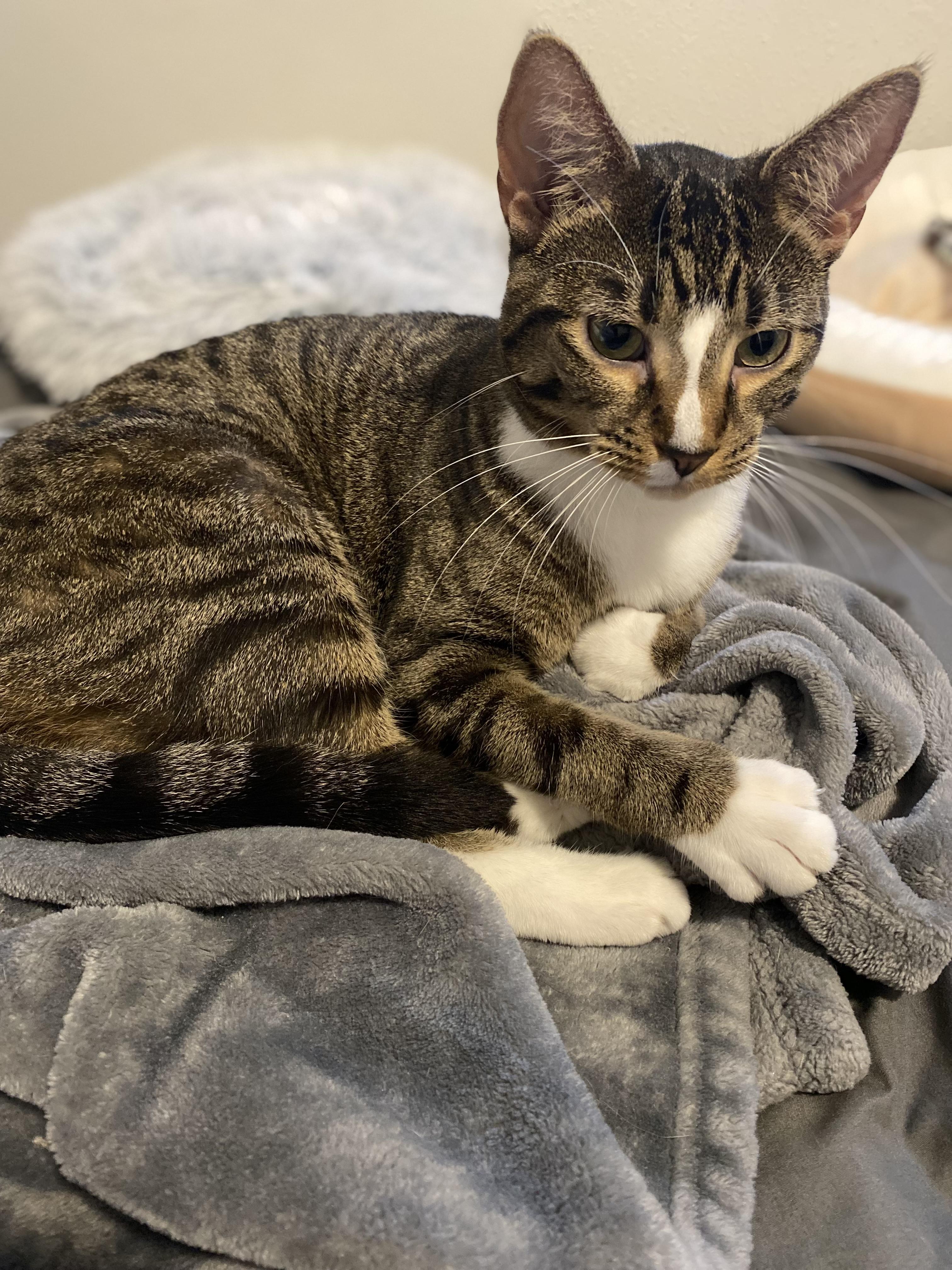 Martha, Adoptable, Young Female Domestic Short Hair.