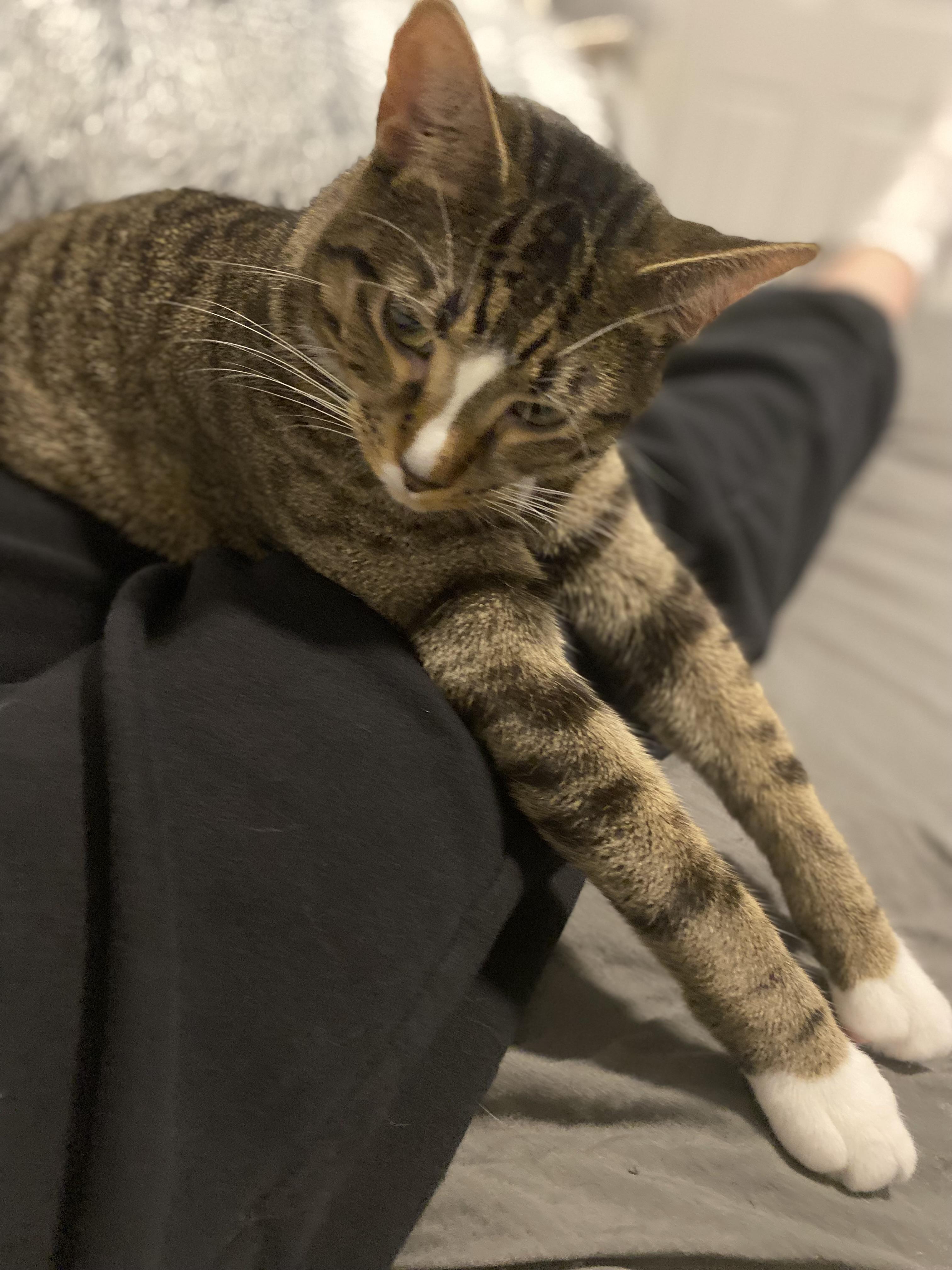 Enlarge Martha, a Adoptable Domestic Short Hair in Saint Francis, MN image 5/6