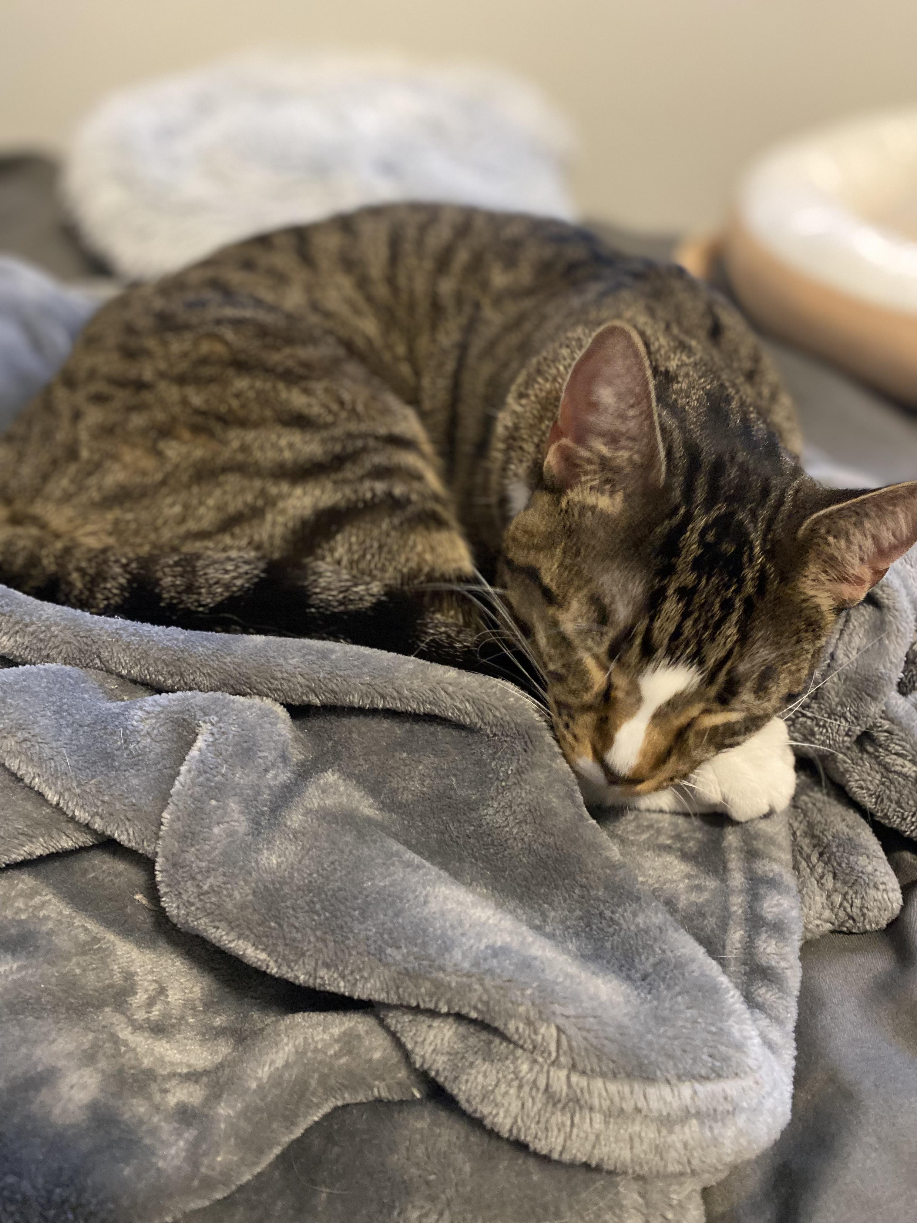 Enlarge Martha, a Adoptable Domestic Short Hair in Saint Francis, MN image 6/6