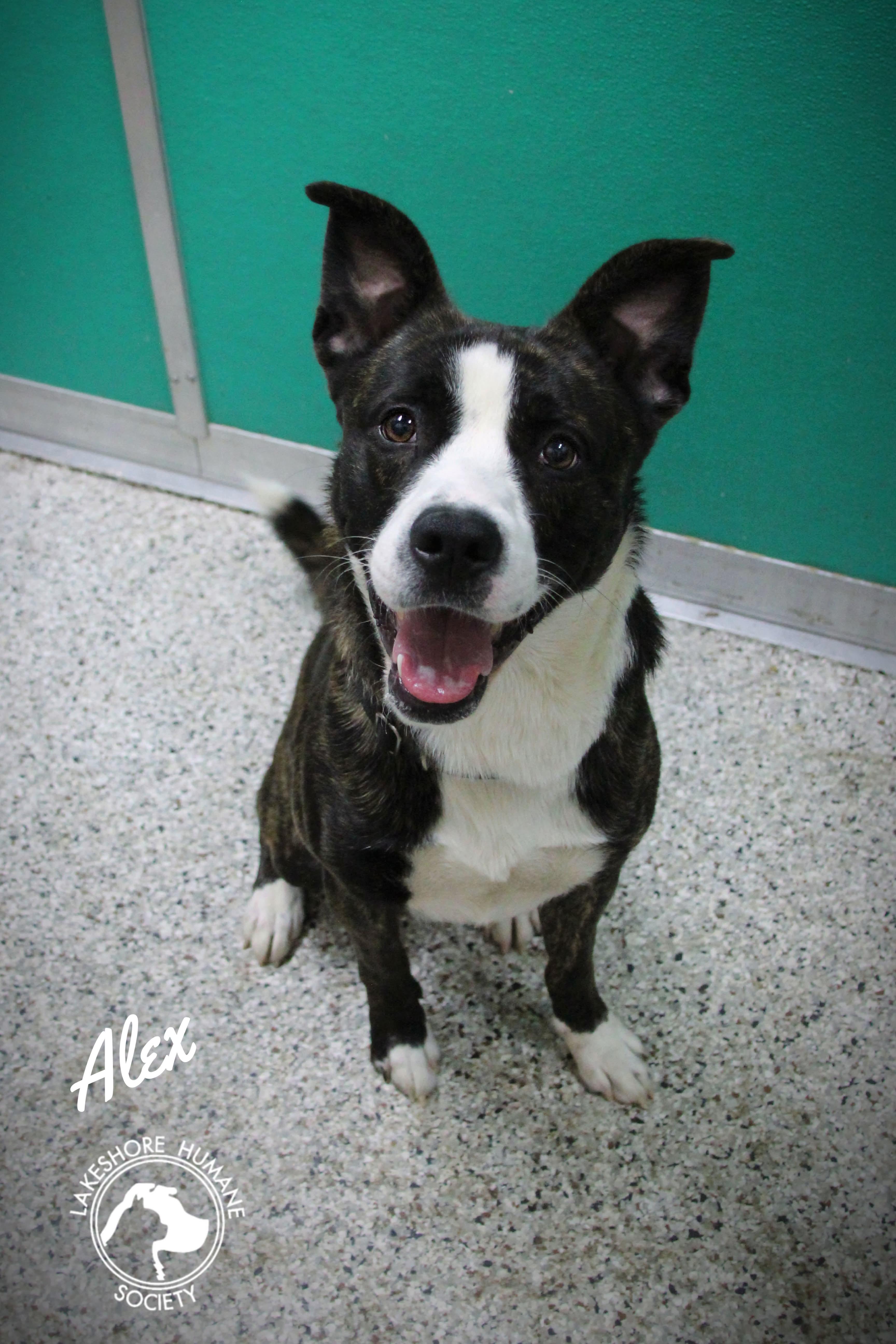 Enlarge Alex, a ADOPTABLE mixed breed in Dunkirk, NY image 1/1