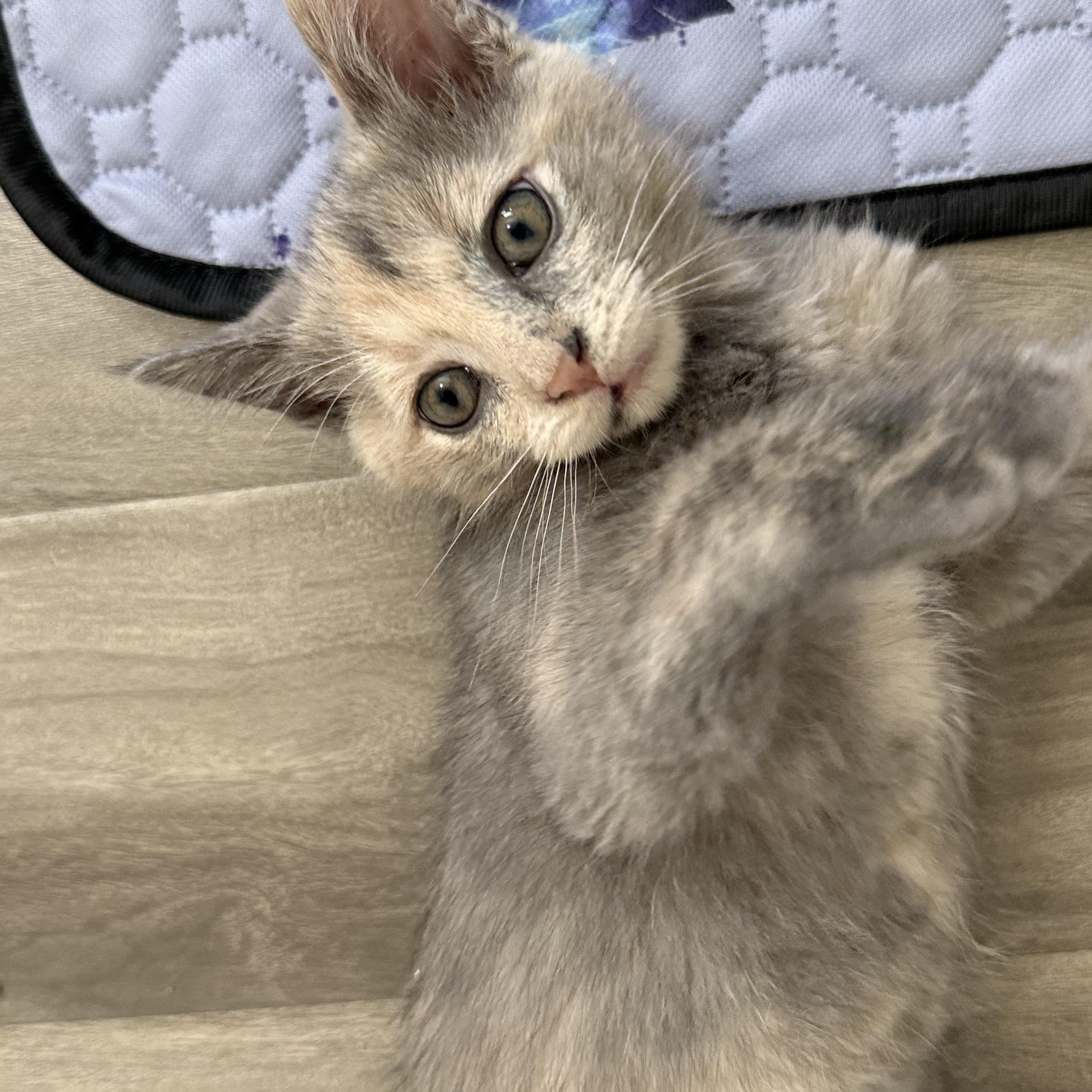 Enlarge Nadia (& Nico), a Adopted Russian Blue in Wimauma, FL image 4/6