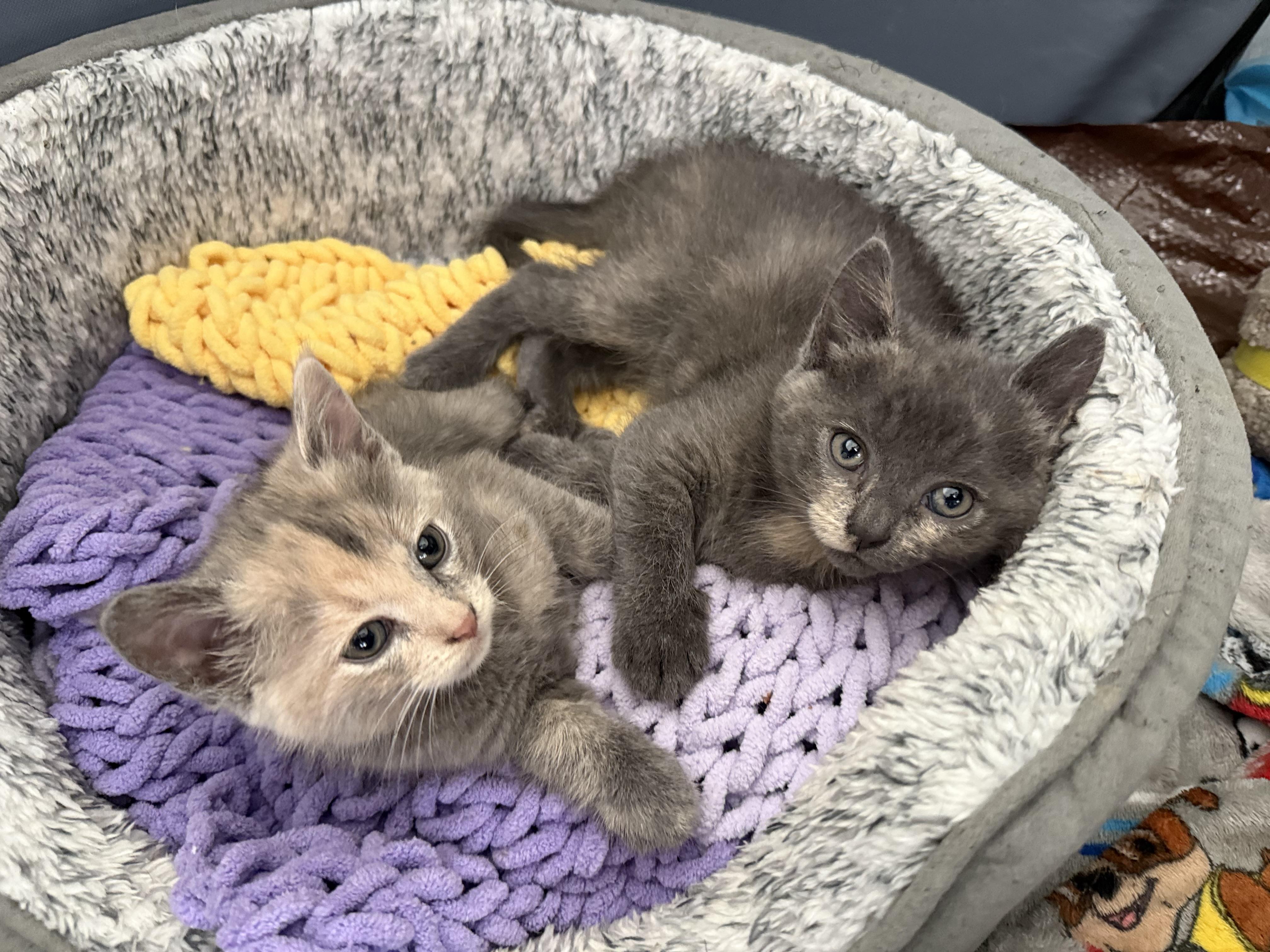Enlarge Nadia (& Nico), a Adopted Russian Blue in Wimauma, FL image 2/6