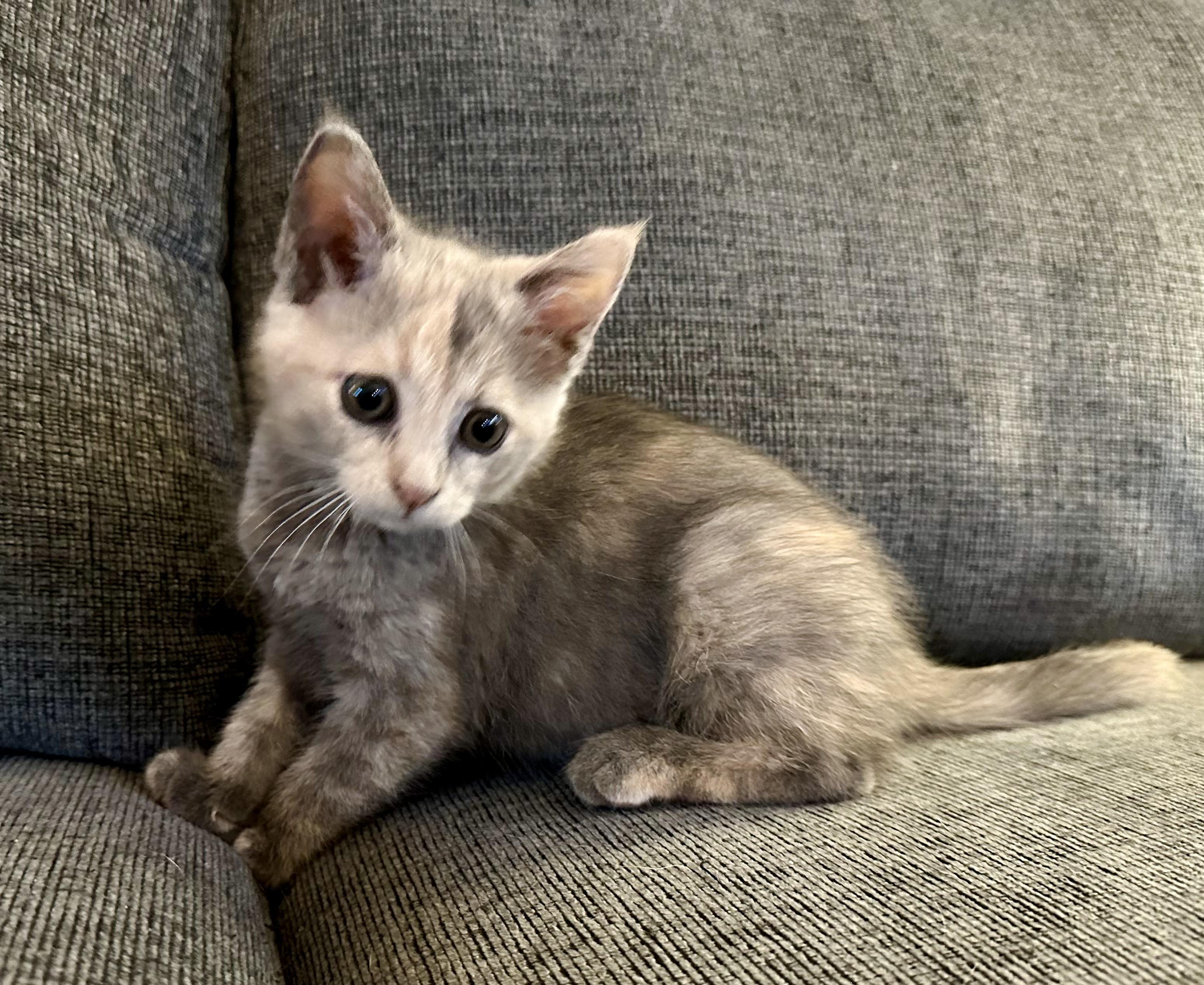 Enlarge Nadia (& Nico), a Adopted Russian Blue in Wimauma, FL image 3/6