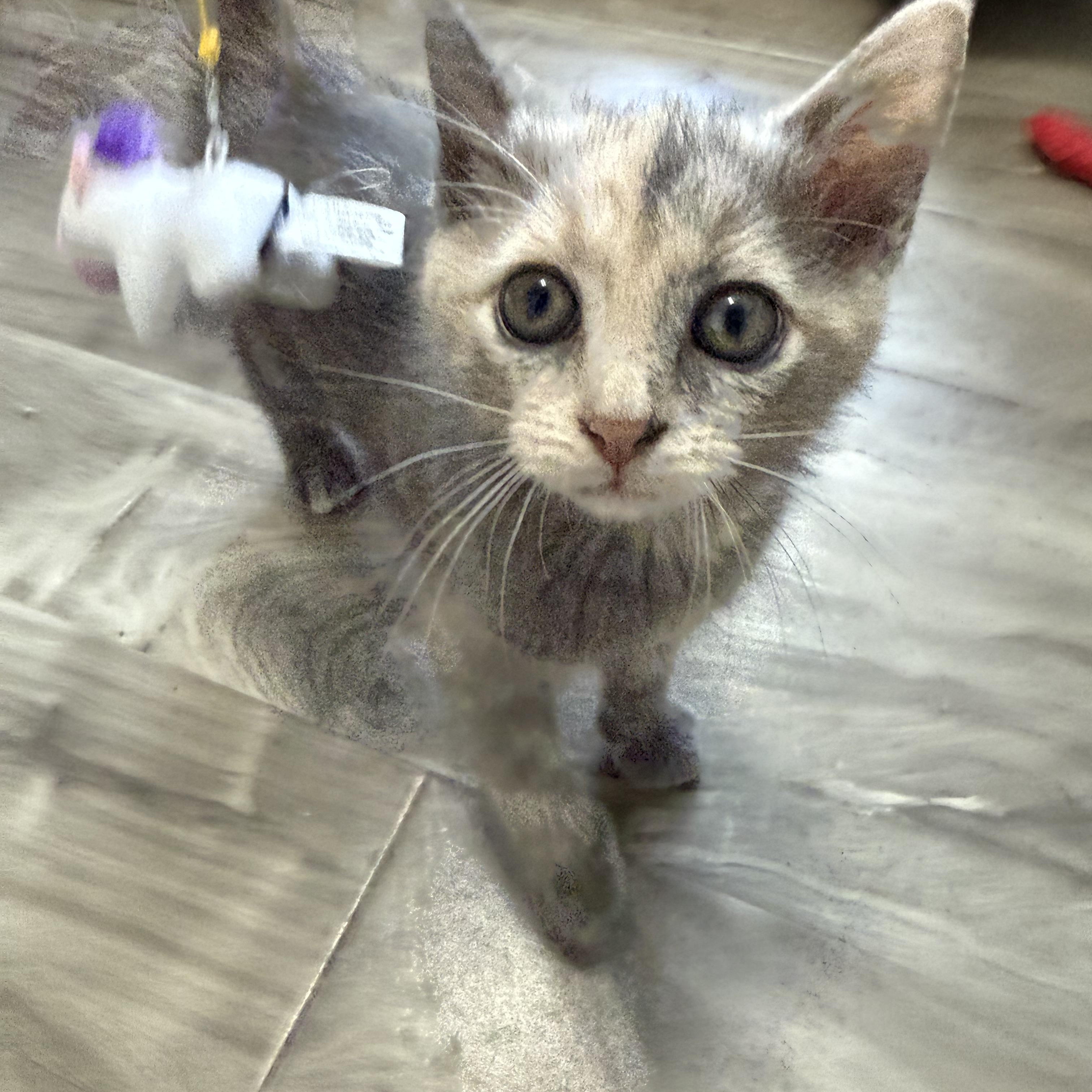 Enlarge Nadia (& Nico), a Adopted Russian Blue in Wimauma, FL image 6/6
