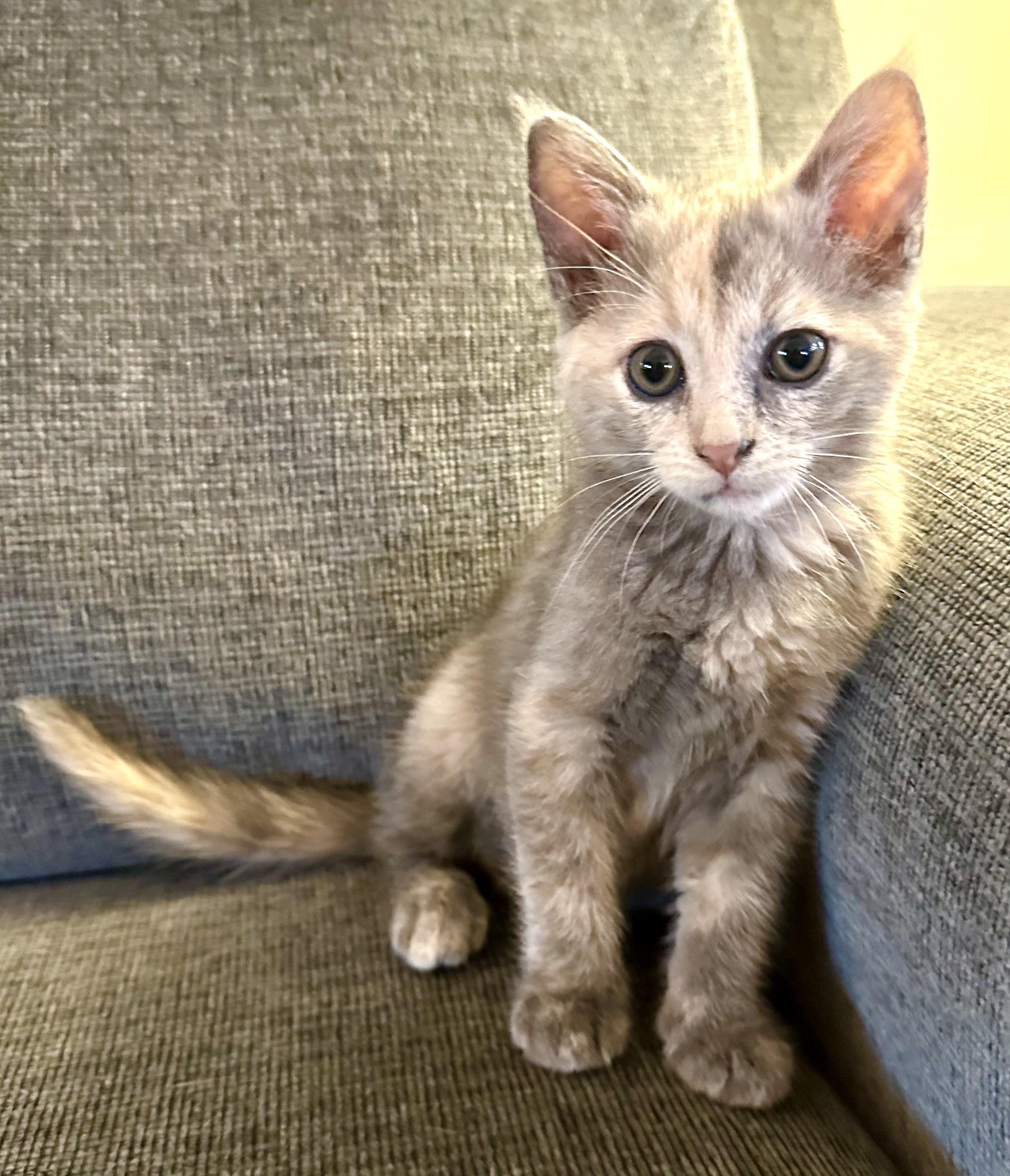 Nadia (& Nico), Adopted, Kitten Female Russian Blue.