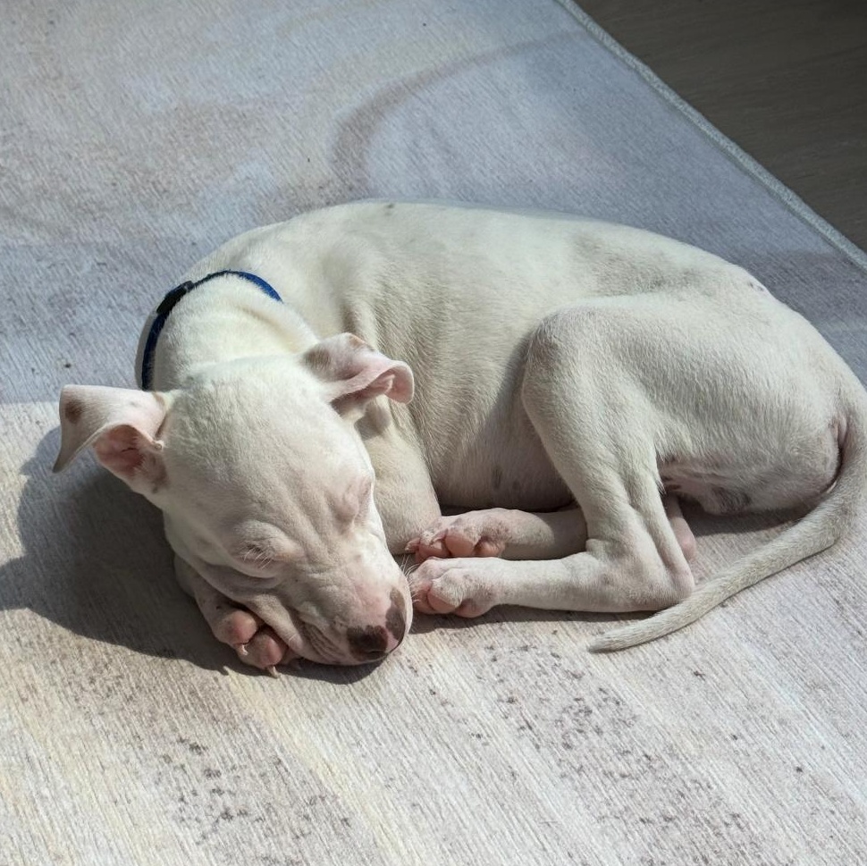 Dewey, The Curious Brother, a Adoptable mixed breed in New York, NY image 5/6
