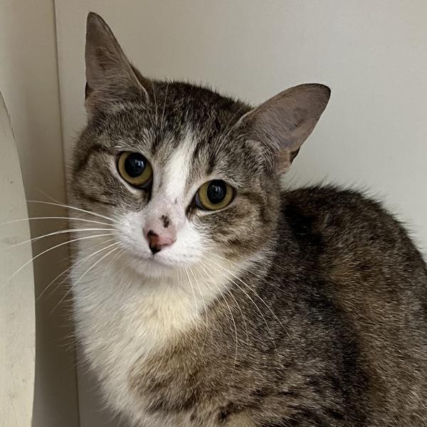 Anuran, Adoptable, Young Female Domestic Short Hair.
