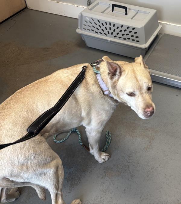 Enlarge *Faye*, a Adoptable mixed breed in Salt Lake City, UT image 1/1