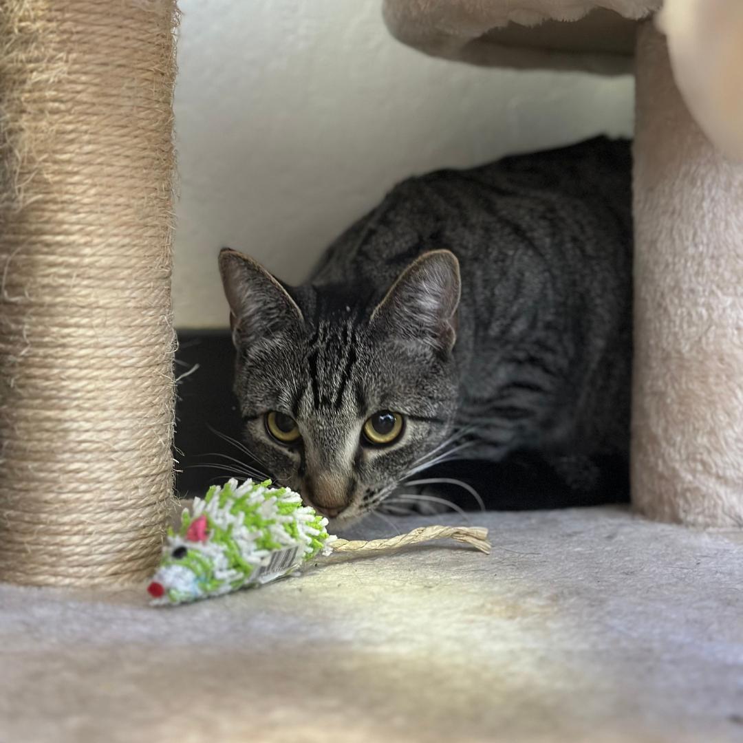 Enlarge Serena, a Adoptable mixed breed in Morgan Hill, CA image 3/6