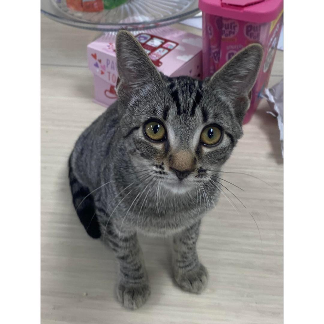 Enlarge Serena, a Adoptable mixed breed in Morgan Hill, CA image 4/6