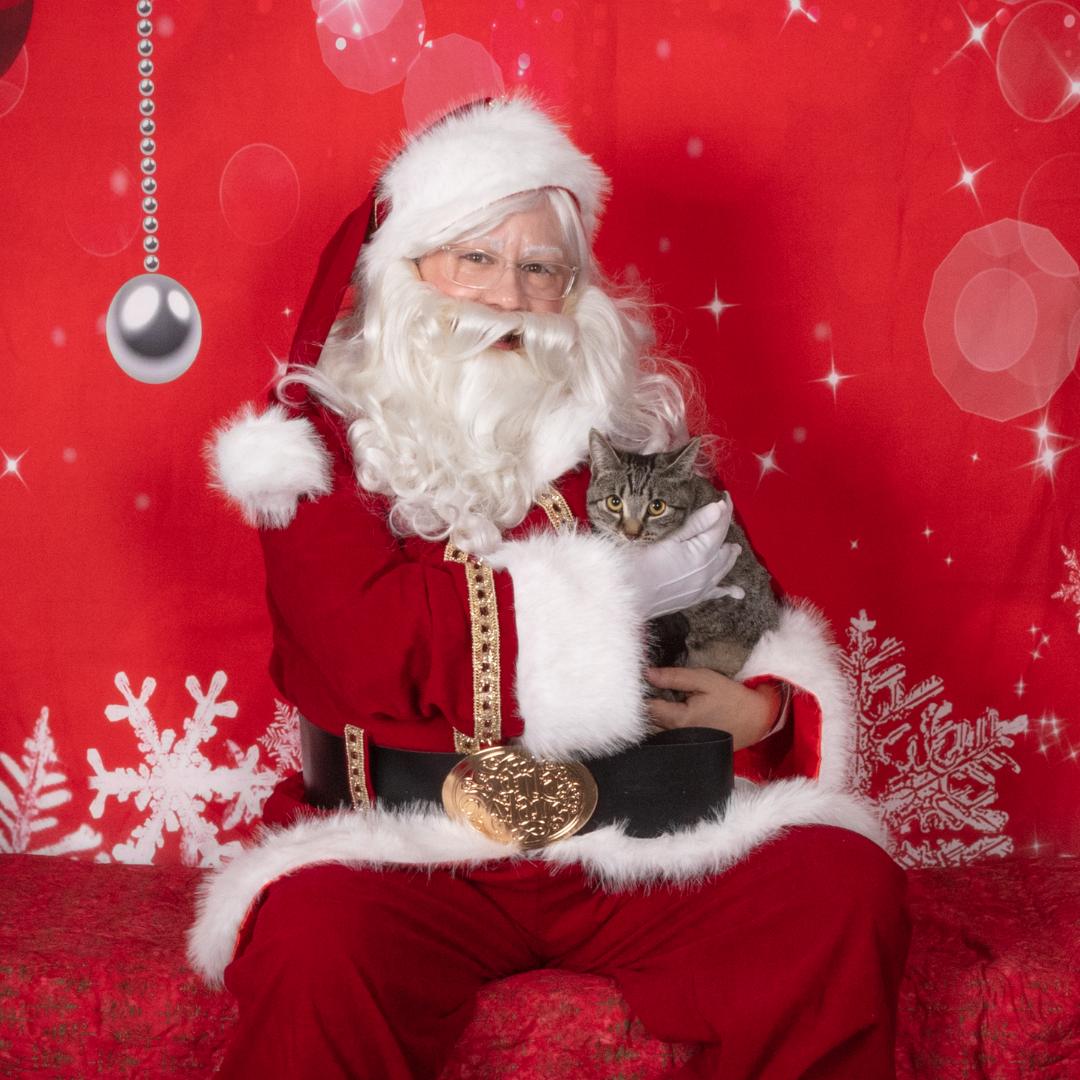 Serena, Adoptable, Kitten Female Tabby & Domestic Short Hair.