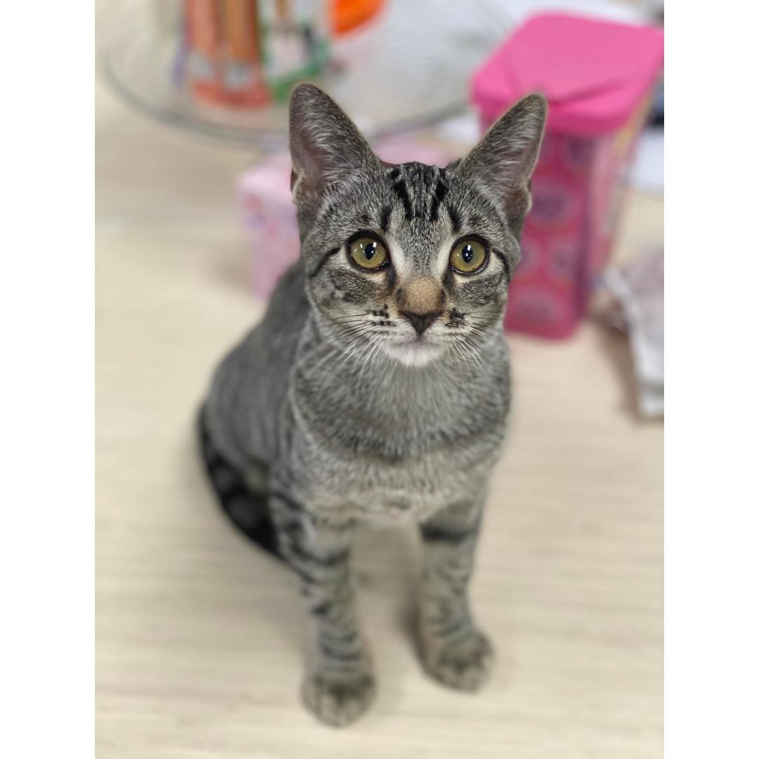 Serena, Adoptable, Kitten Female Tabby & Domestic Short Hair.