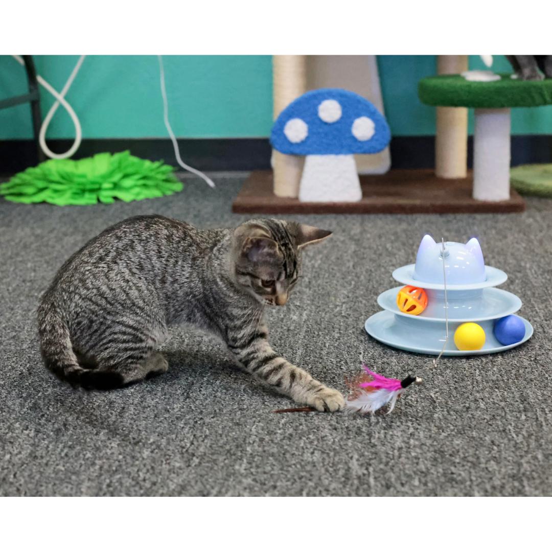 Enlarge Serena, a Adoptable mixed breed in Morgan Hill, CA image 5/6