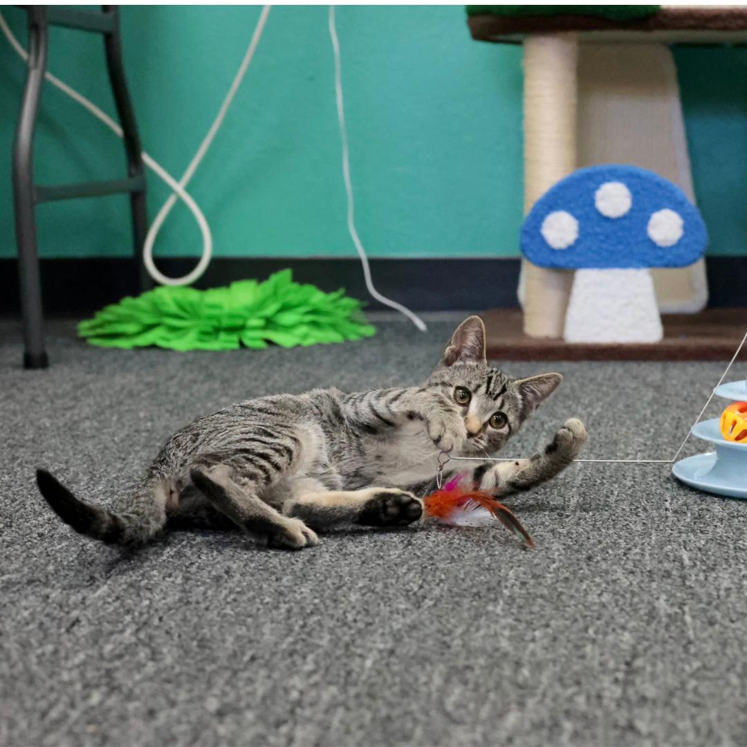 Enlarge Serena, a Adoptable mixed breed in Morgan Hill, CA image 3/6