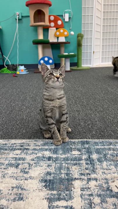 Enlarge Serena, a Adoptable mixed breed in Morgan Hill, CA video 6/6