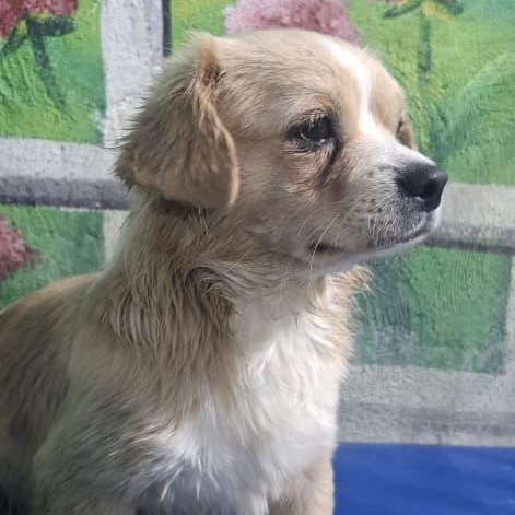 Enlarge Mr. Cutie Pie Toby, an adoptable mixed breed in Vancouver, BC image 5/5