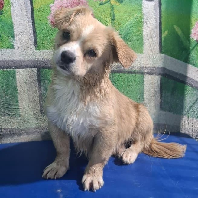 Enlarge Mr. Cutie Pie Toby, an adoptable mixed breed in Vancouver, BC image 2/5