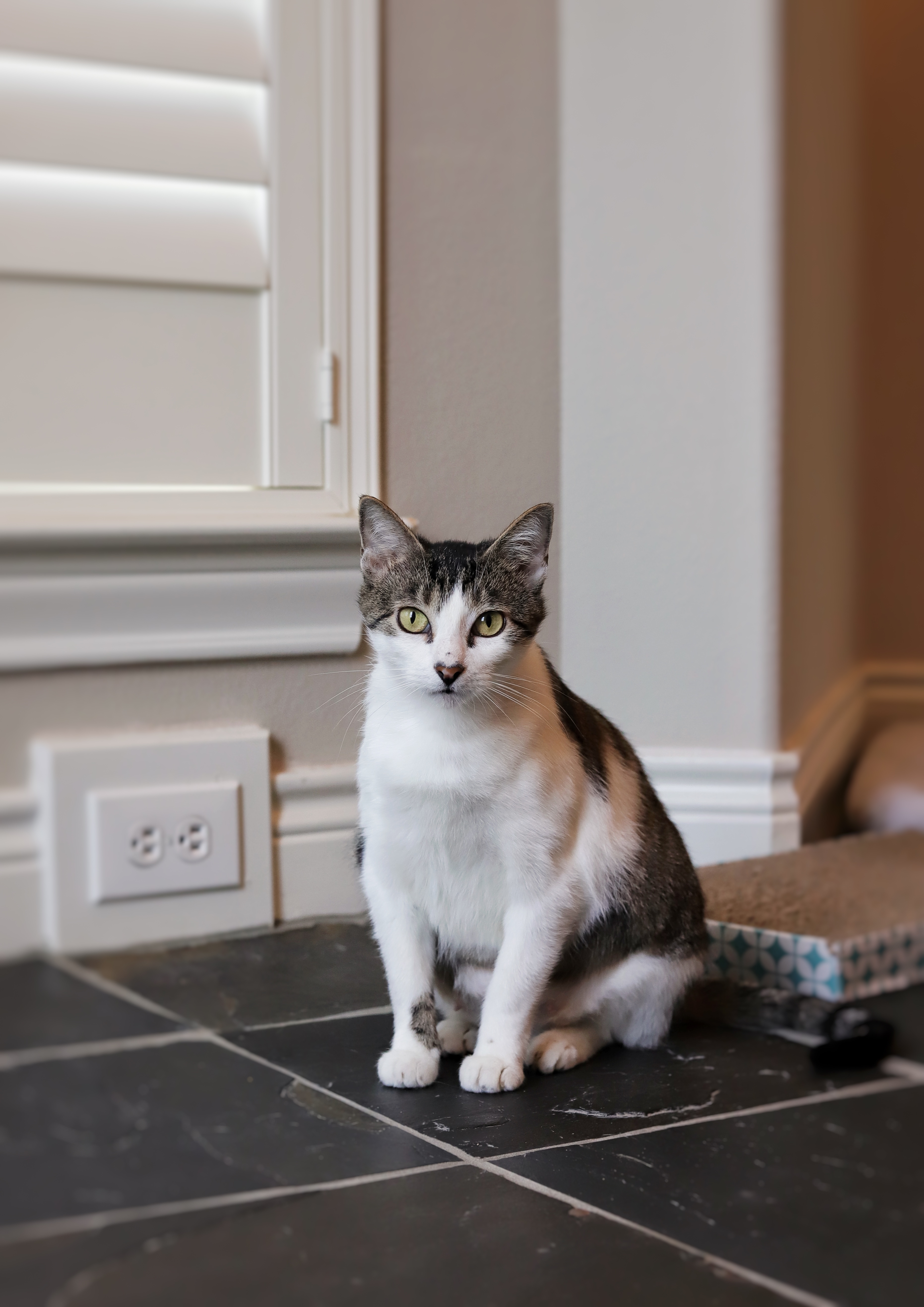 Maya, Adoptable, Adult Female Domestic Short Hair.