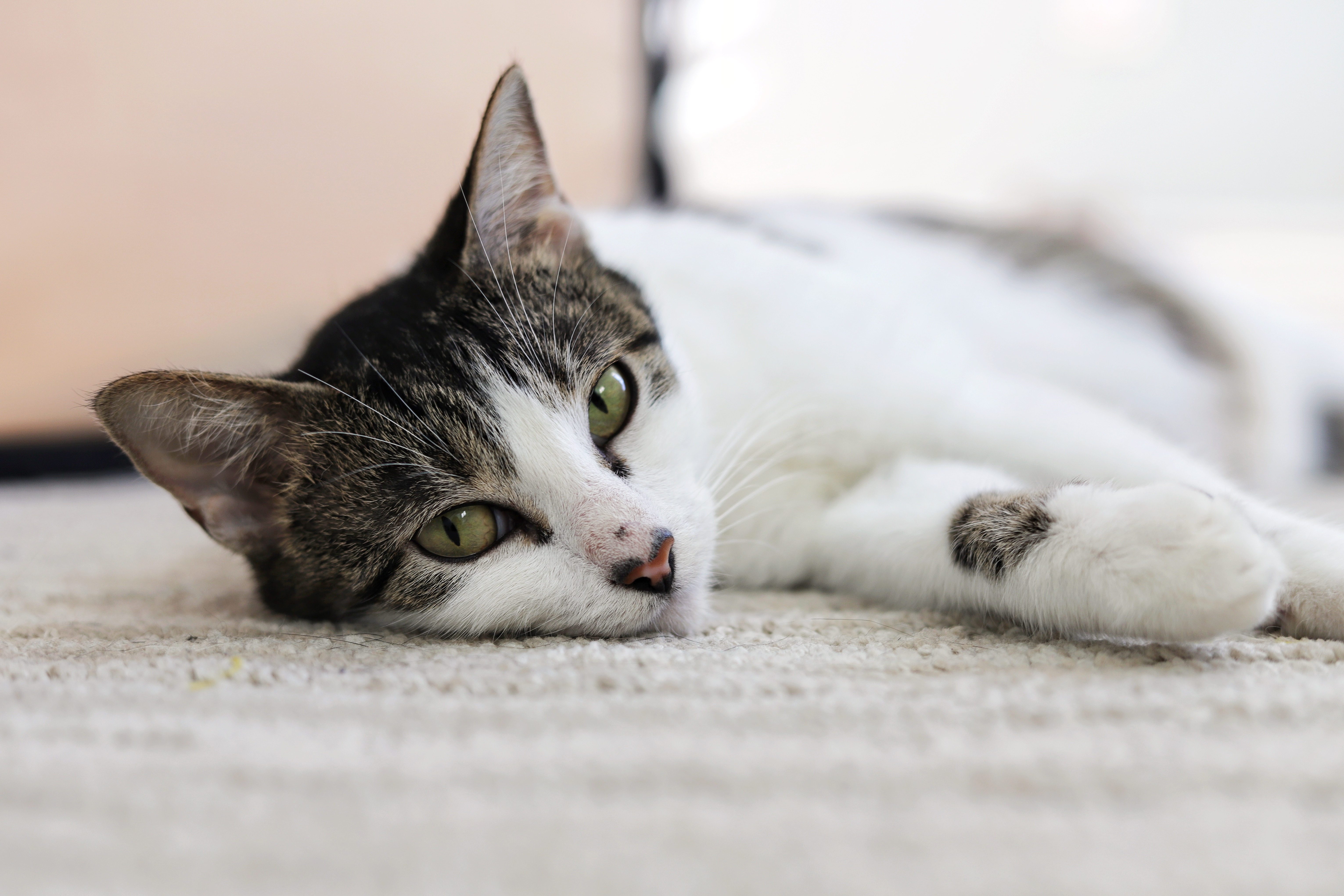 Enlarge Maya, a Adoptable mixed breed in Houston, TX image 2/12