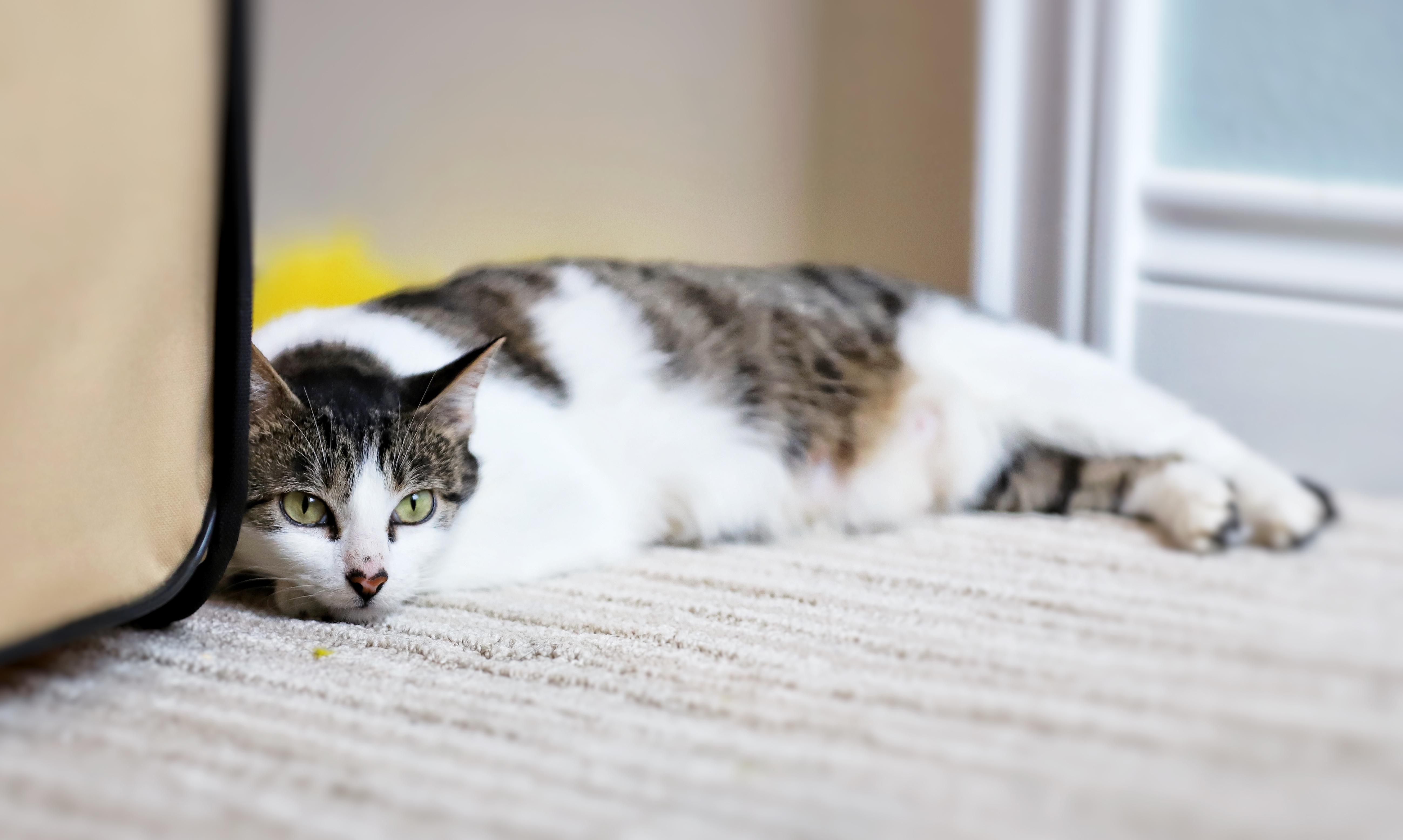 Enlarge Maya, a Adoptable mixed breed in Houston, TX image 3/12