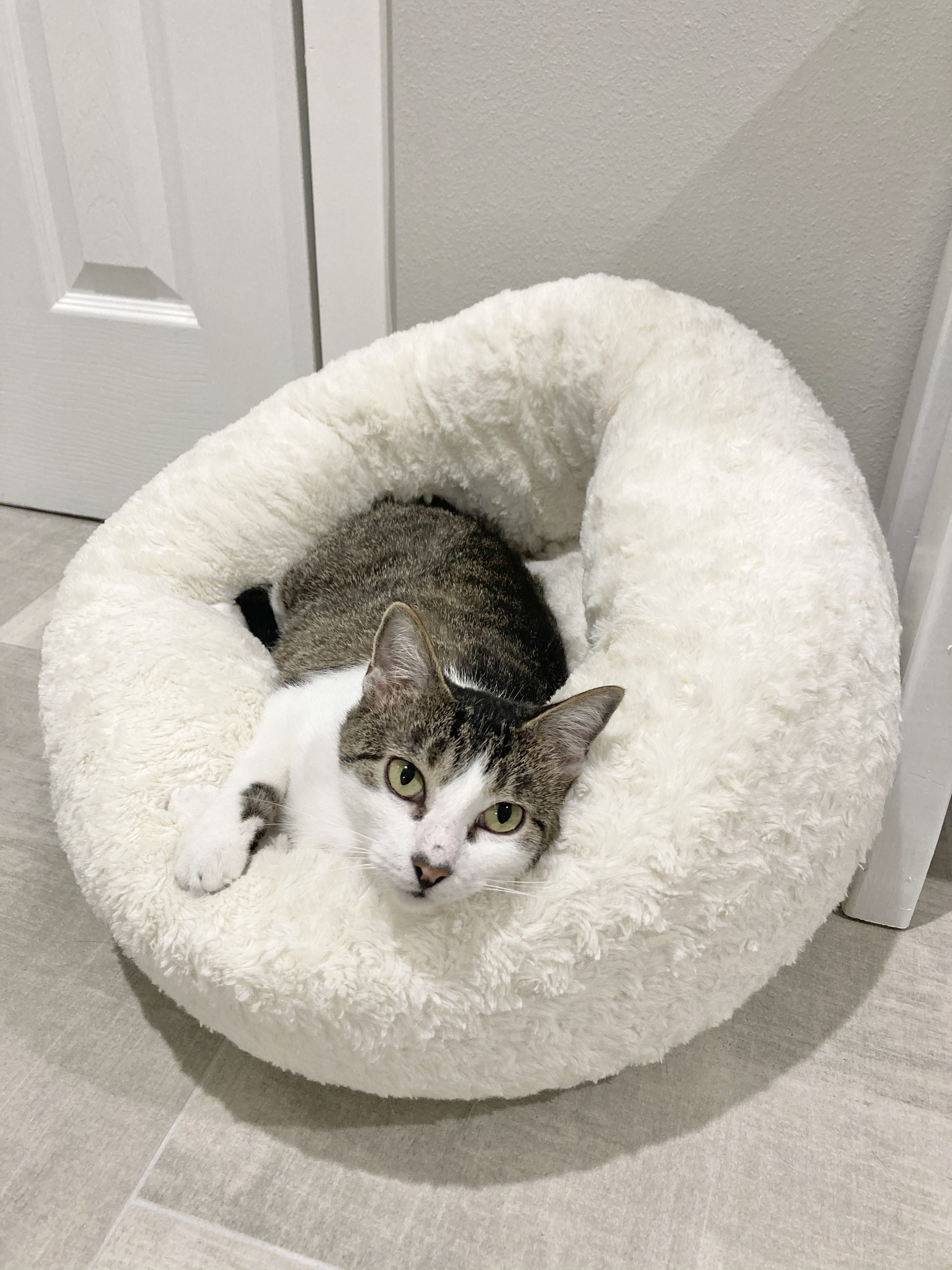 Enlarge Maya, a Adoptable mixed breed in Houston, TX image 4/12