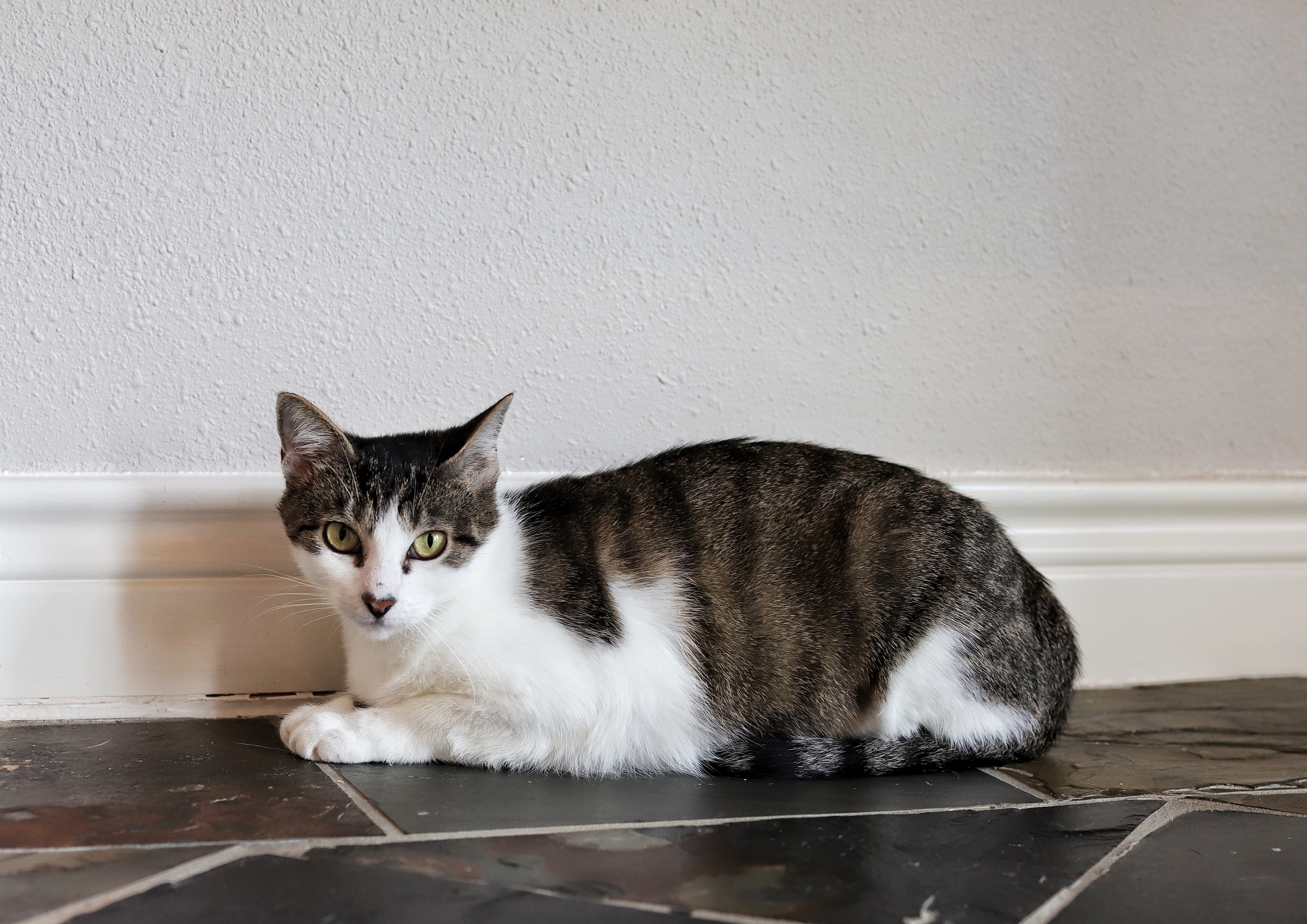 Enlarge Maya, a Adoptable mixed breed in Houston, TX image 5/12