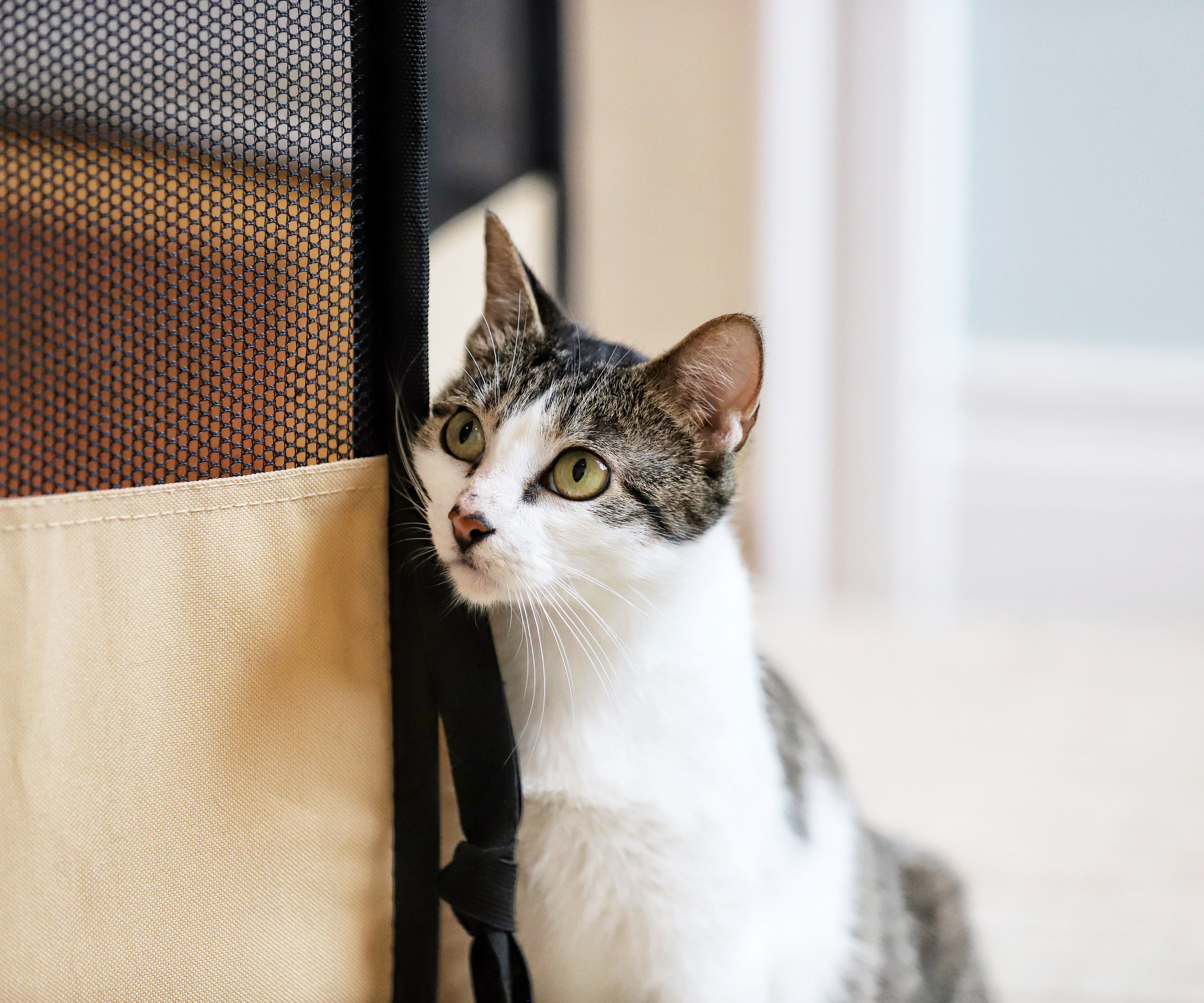 Enlarge Maya, a Adoptable mixed breed in Houston, TX image 6/12