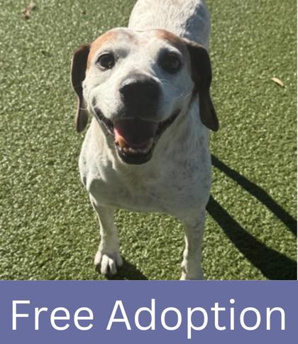 Enlarge Bono, a Adoptable mixed breed in Grapevine, TX image 1/3