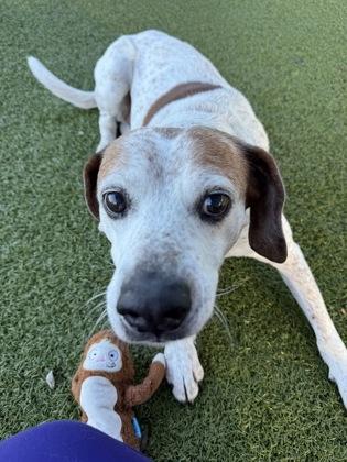 Enlarge Bono, a Adoptable mixed breed in Grapevine, TX image 2/3