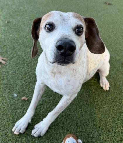 Enlarge Bono, a Adoptable mixed breed in Grapevine, TX image 3/3