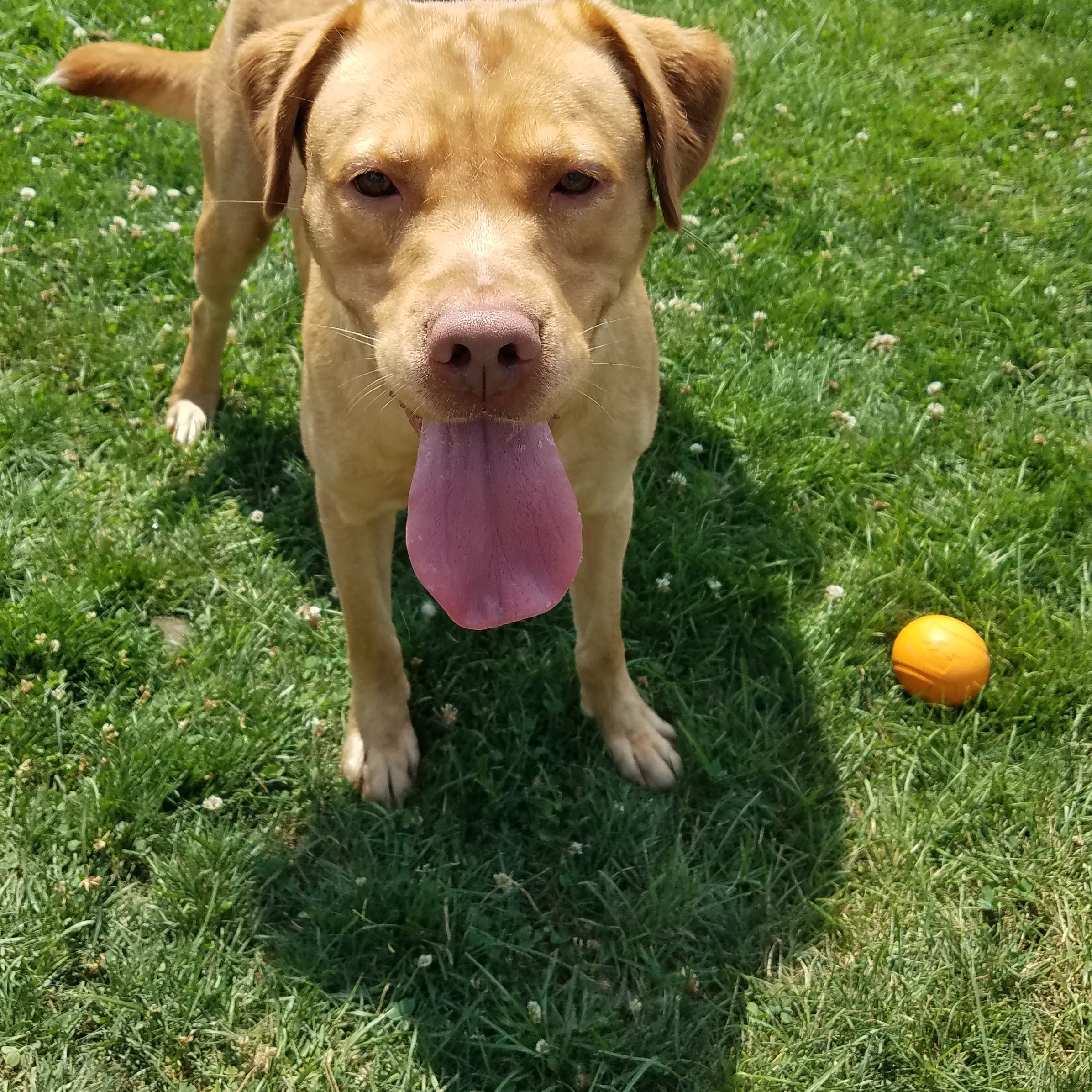 Dog for adoption 178261 Lance, a Labrador Retriever in Ravenna, OH