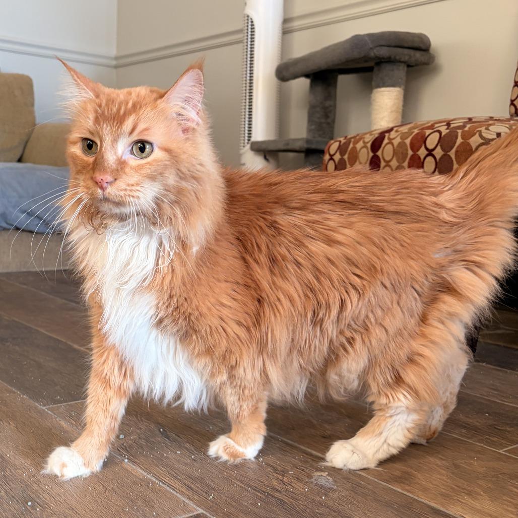 Joey, a Adoptable Domestic Medium Hair in Bloomington, IL image 1/2